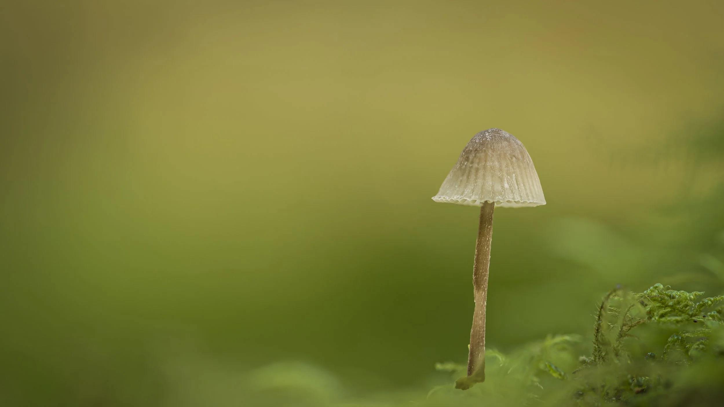 East Harptree Wood, Somerset
