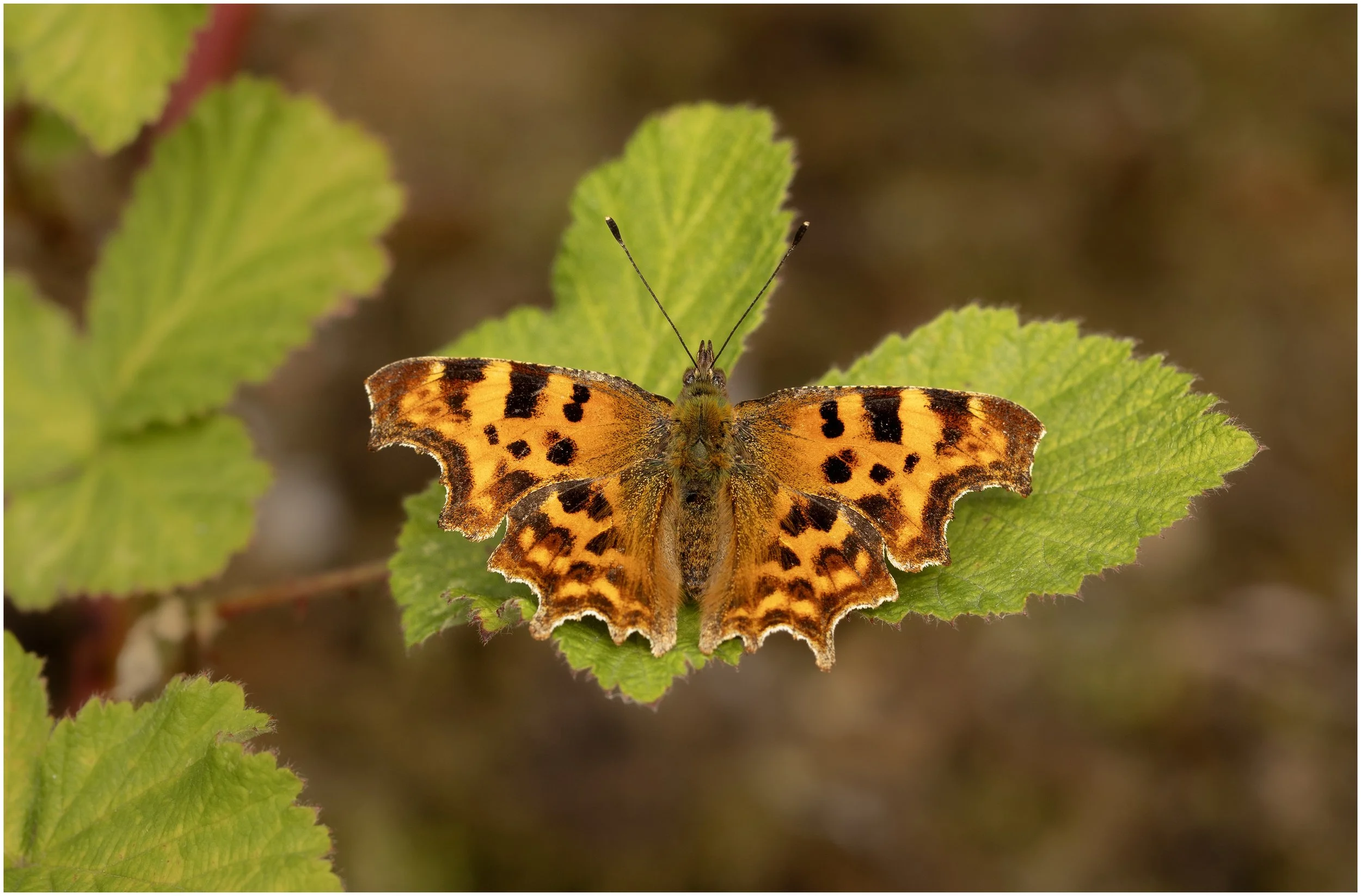 Comma Butterfly