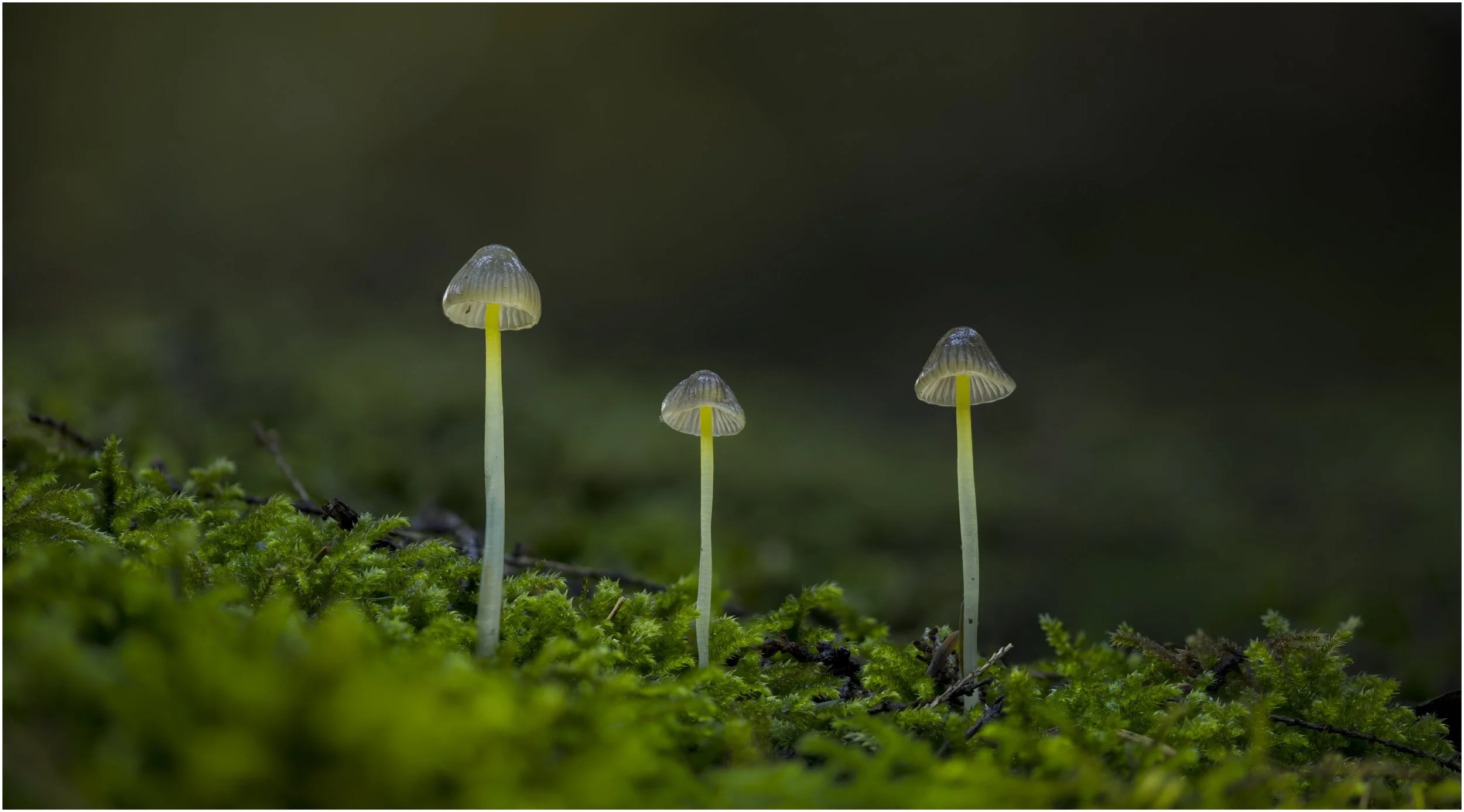 Stockhill Wood, Somerset
