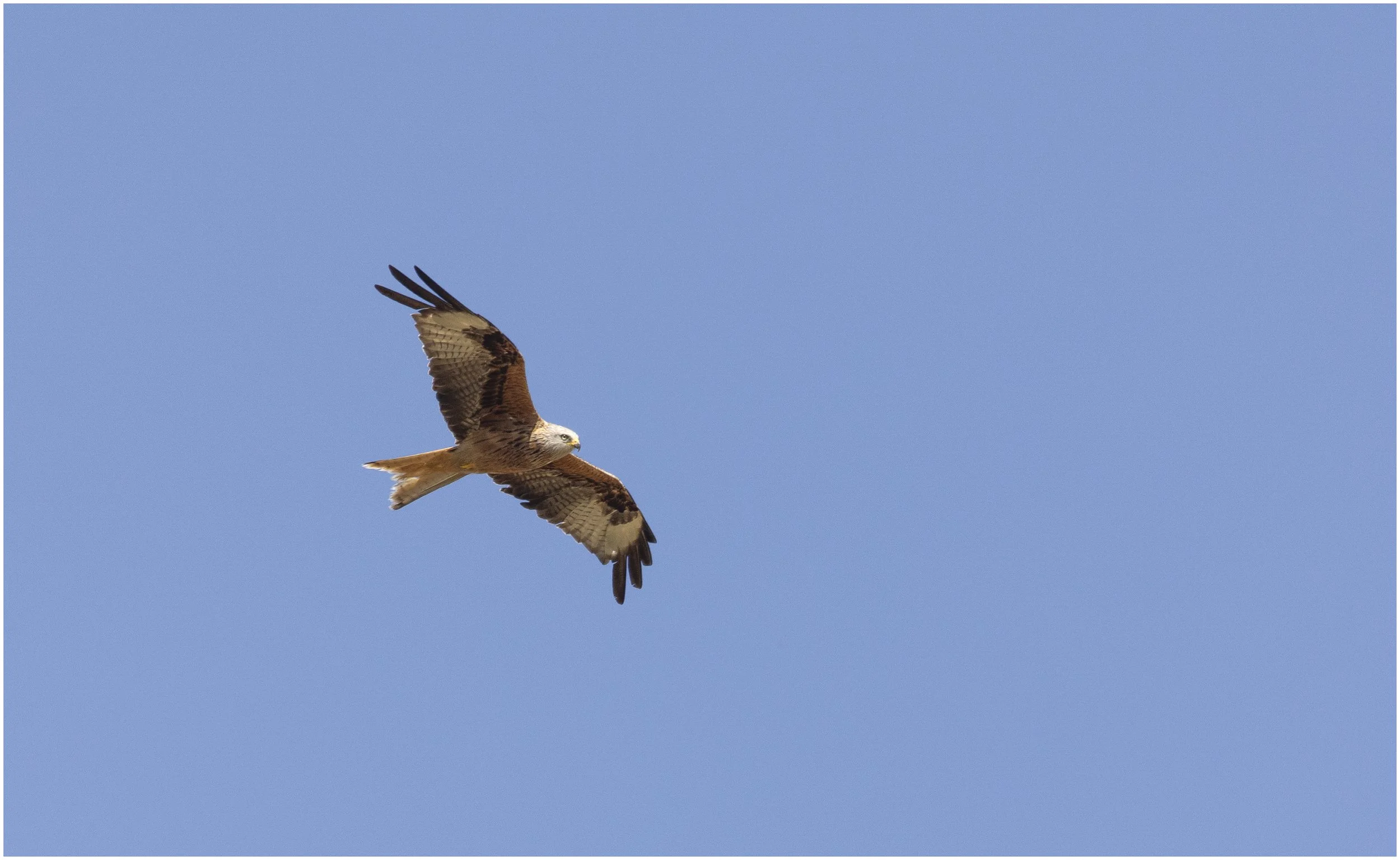 Red Kite