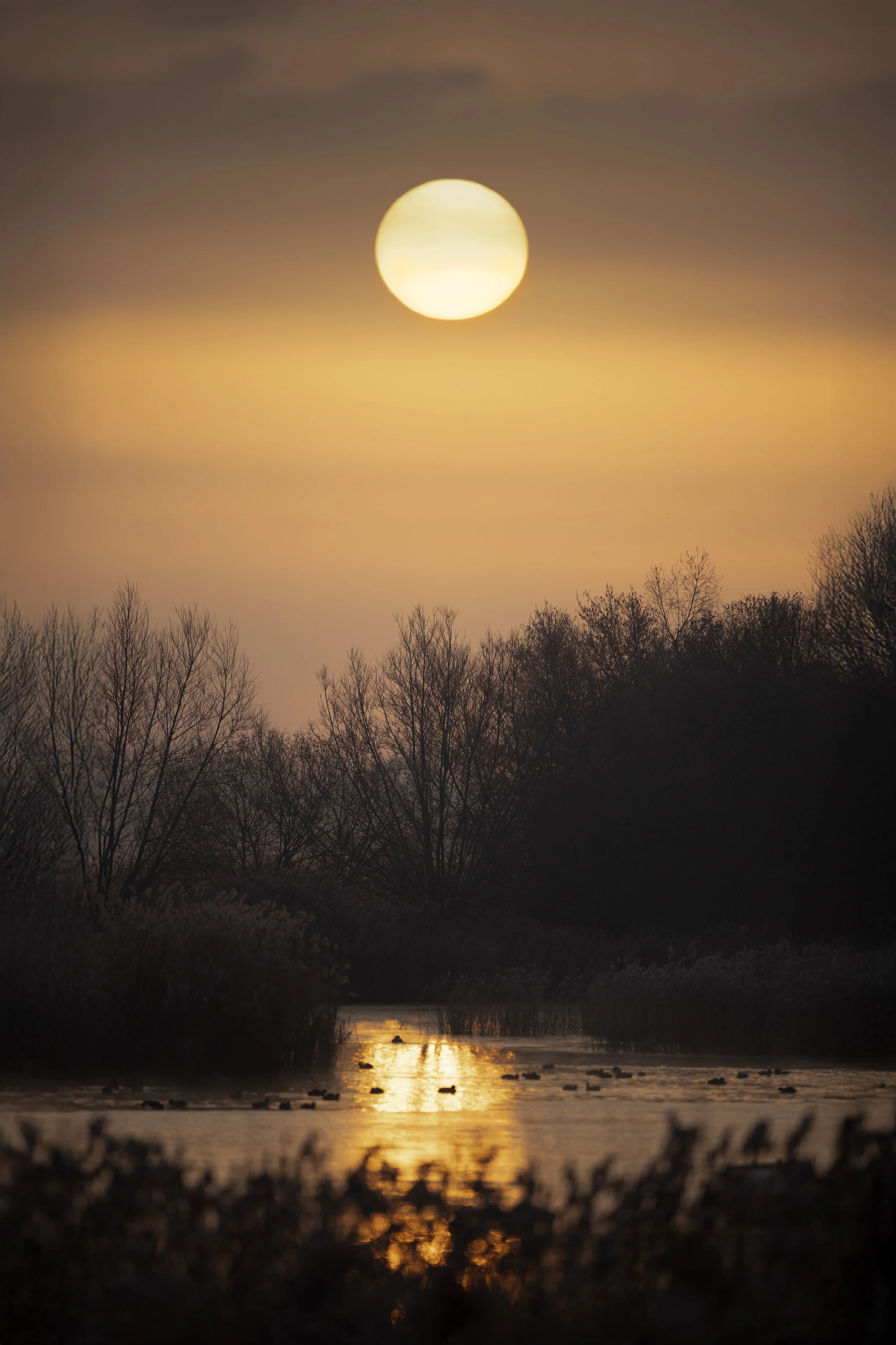 RSPB Ham Wall, Somerset