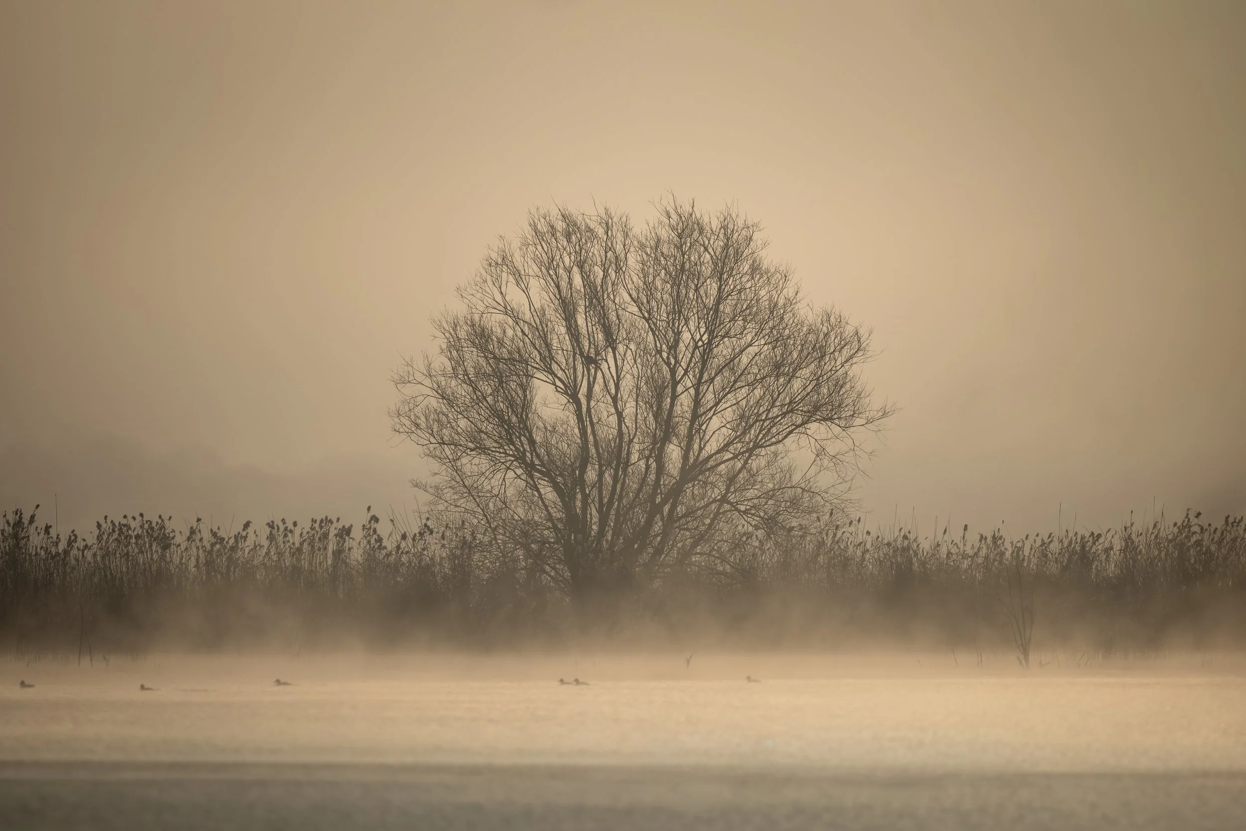 RSPB Ham Wall, Somerset
