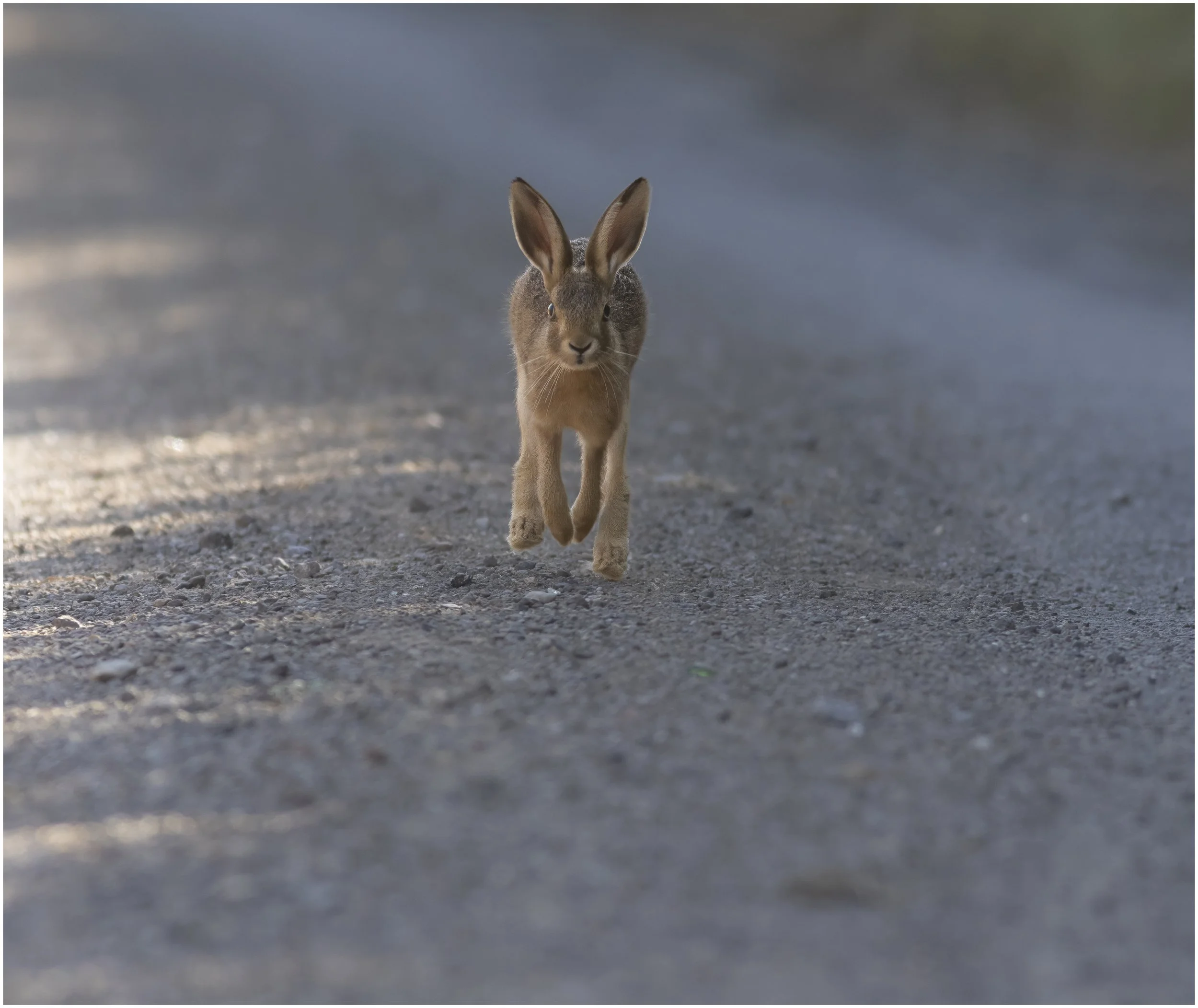 Hare (Leveret)
