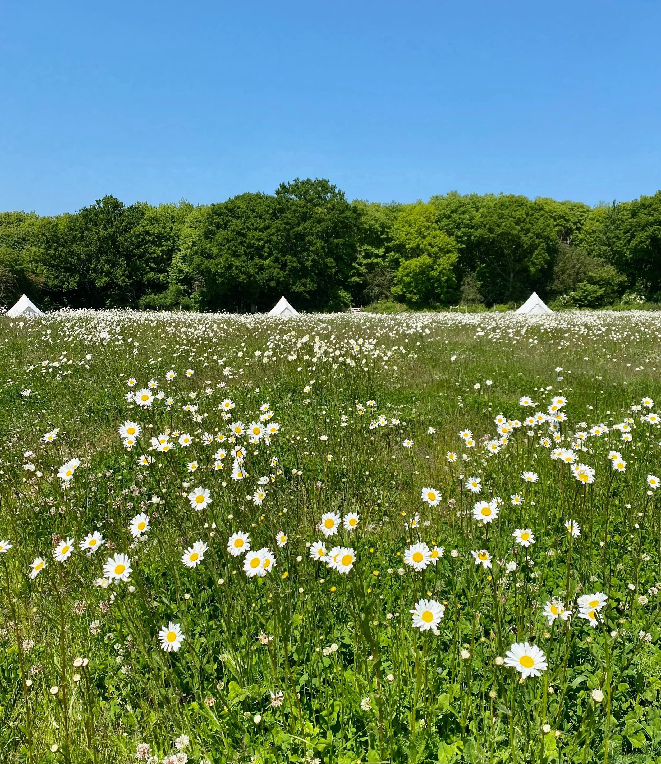 imgi_2_Daisy_Field.jpg