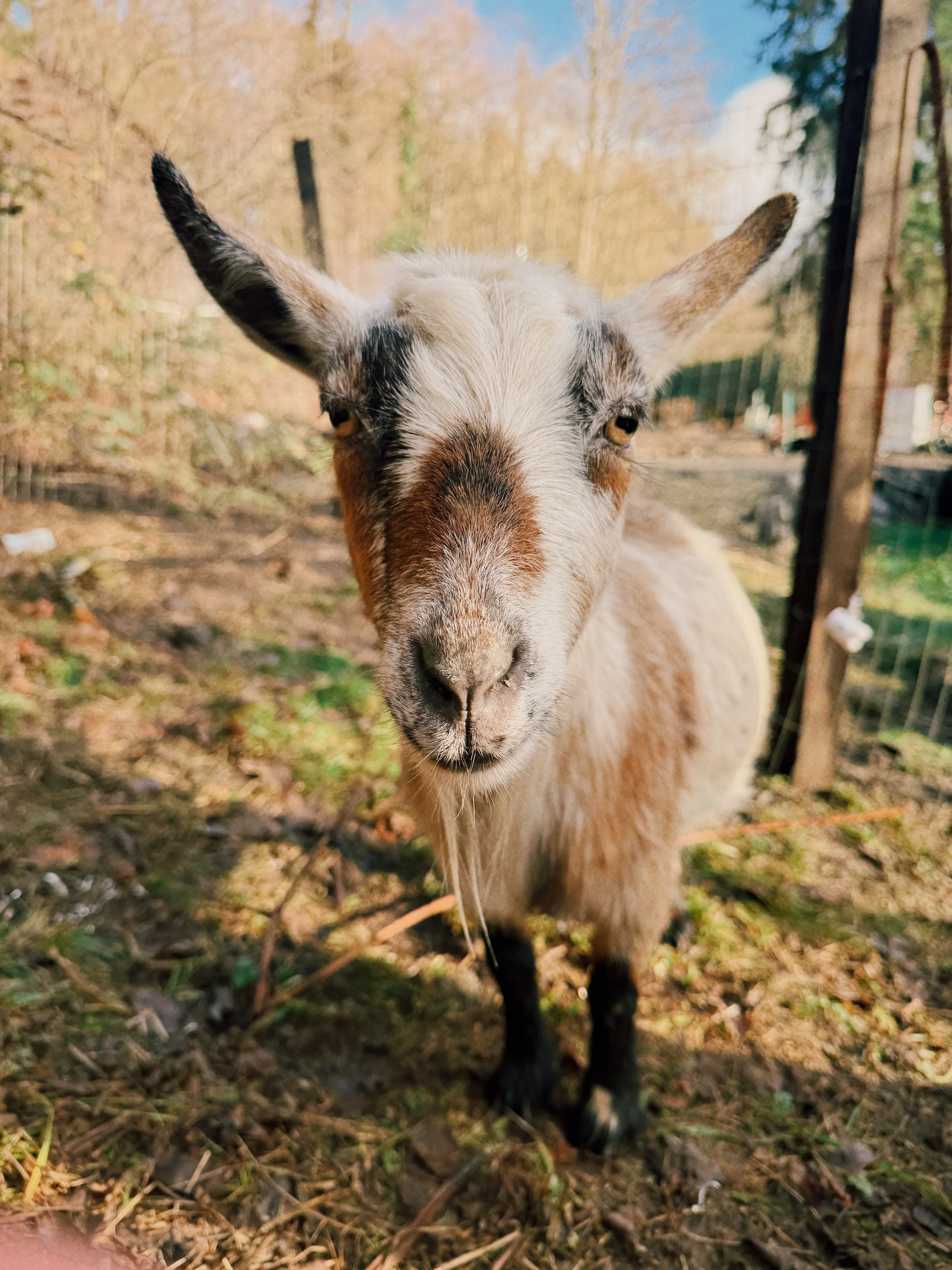 Seven Goats for Christmas