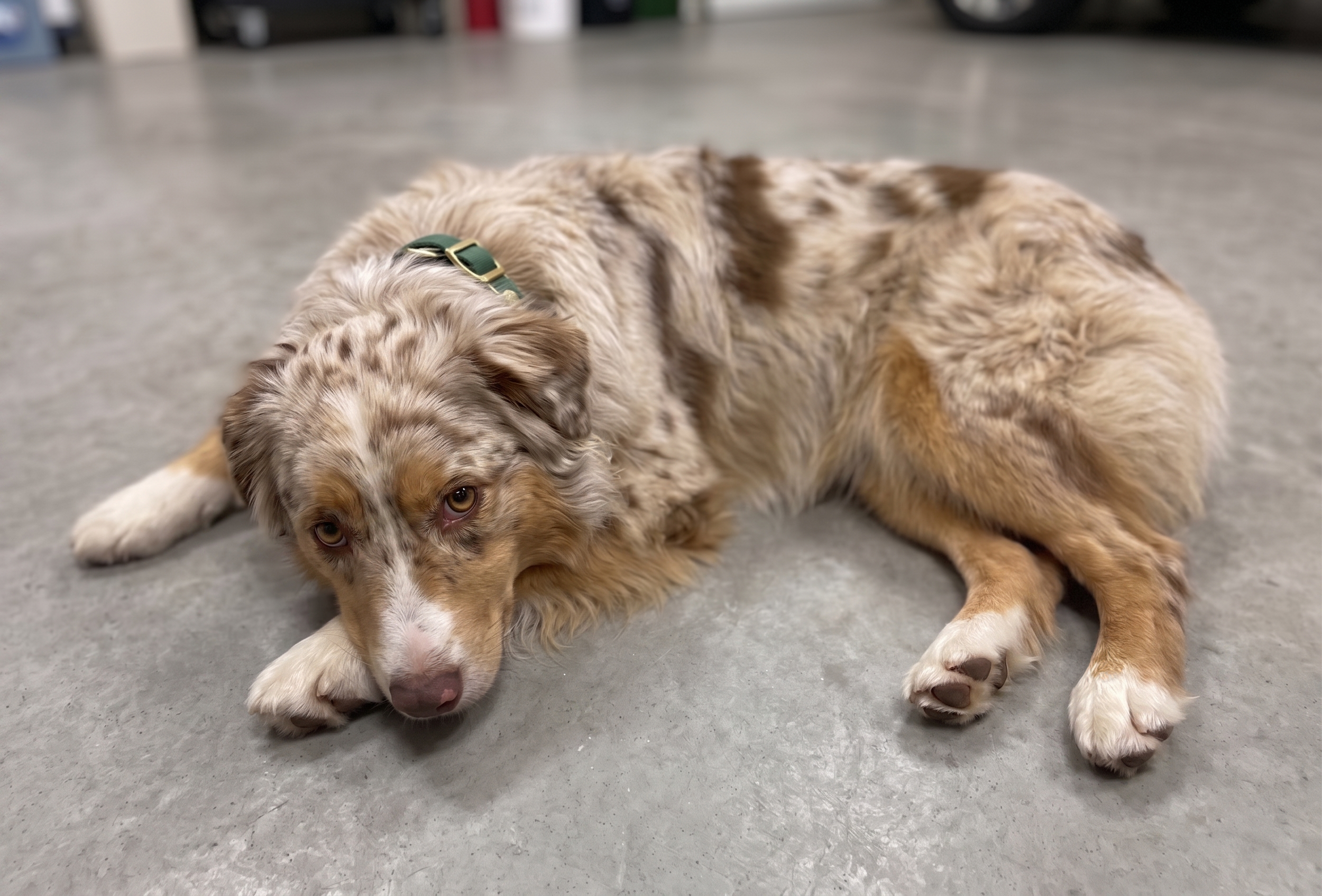 Australian Shepherd puppy lying on a gray floor, looking at the camera sad, with a white and brown coat and green collar.