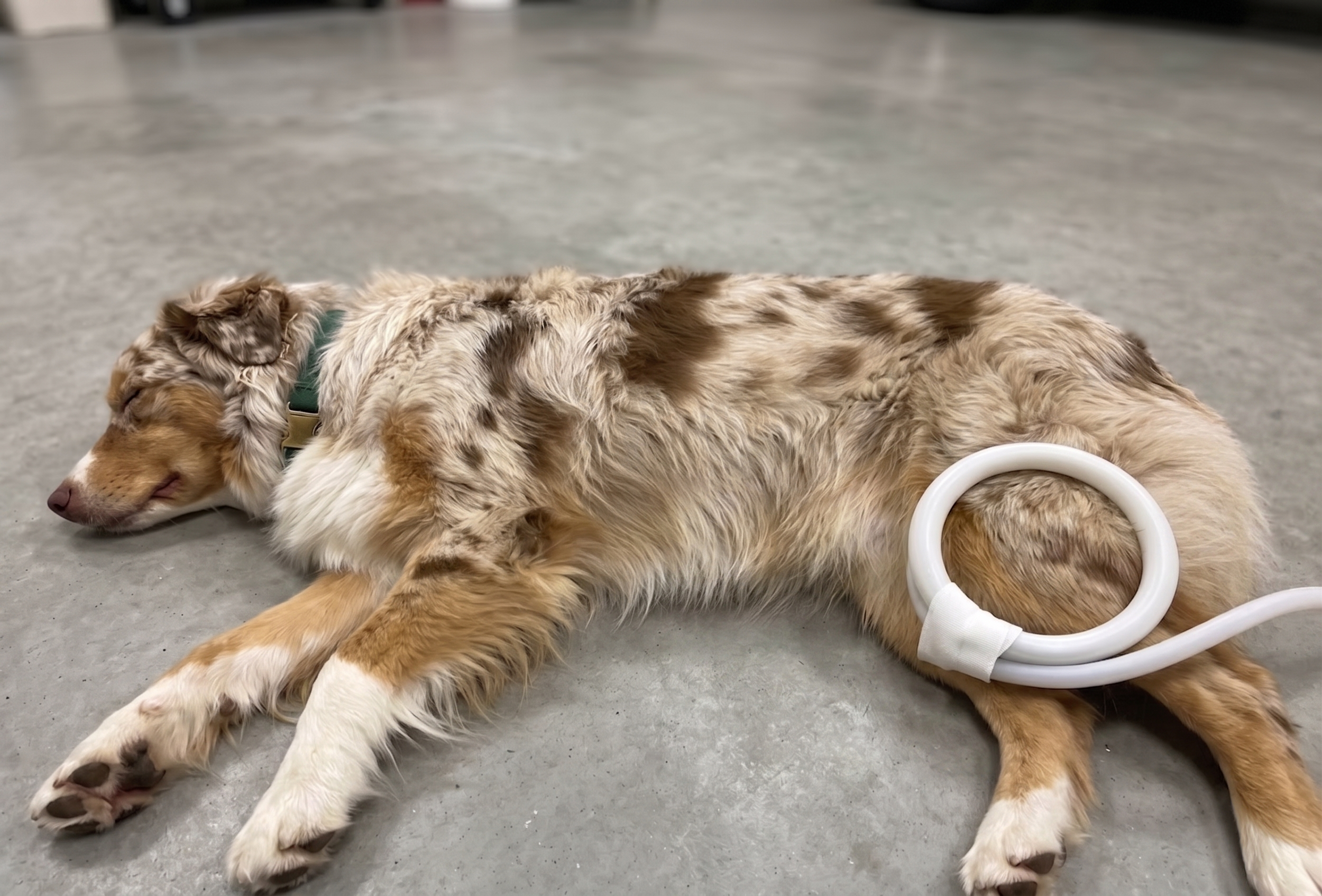 A golden-colored dog with a fluffy coat lying on a gray floor, sleeping with a MagnaWave  PEMF loop on its back thigh during a session.