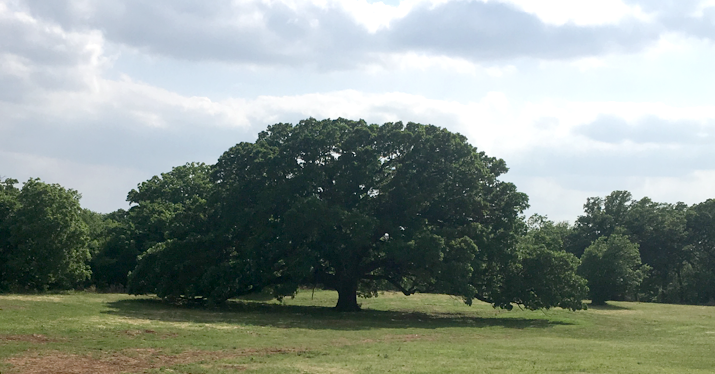 Tree, removal, property, solutions, trimming, landscape.