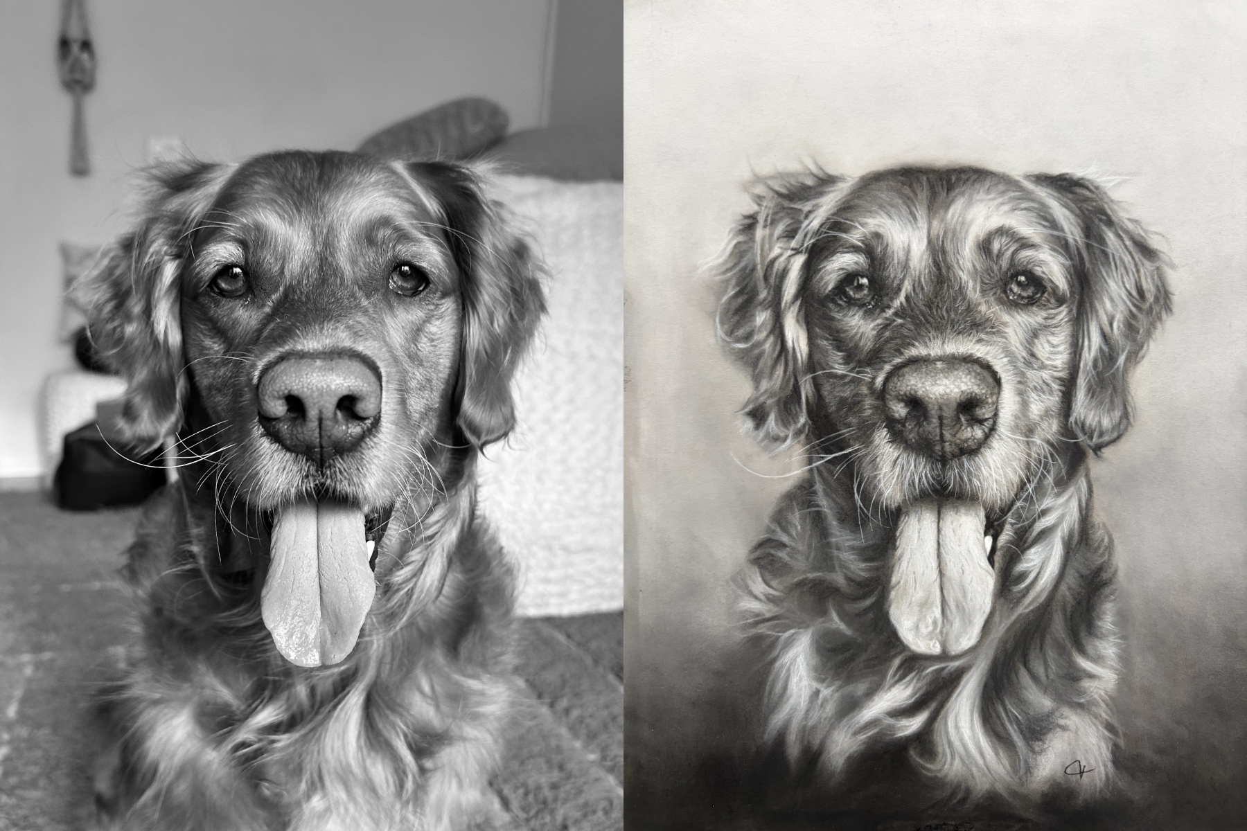 Photograph of Golden Retriever next to drawing of same Golden Retriever.