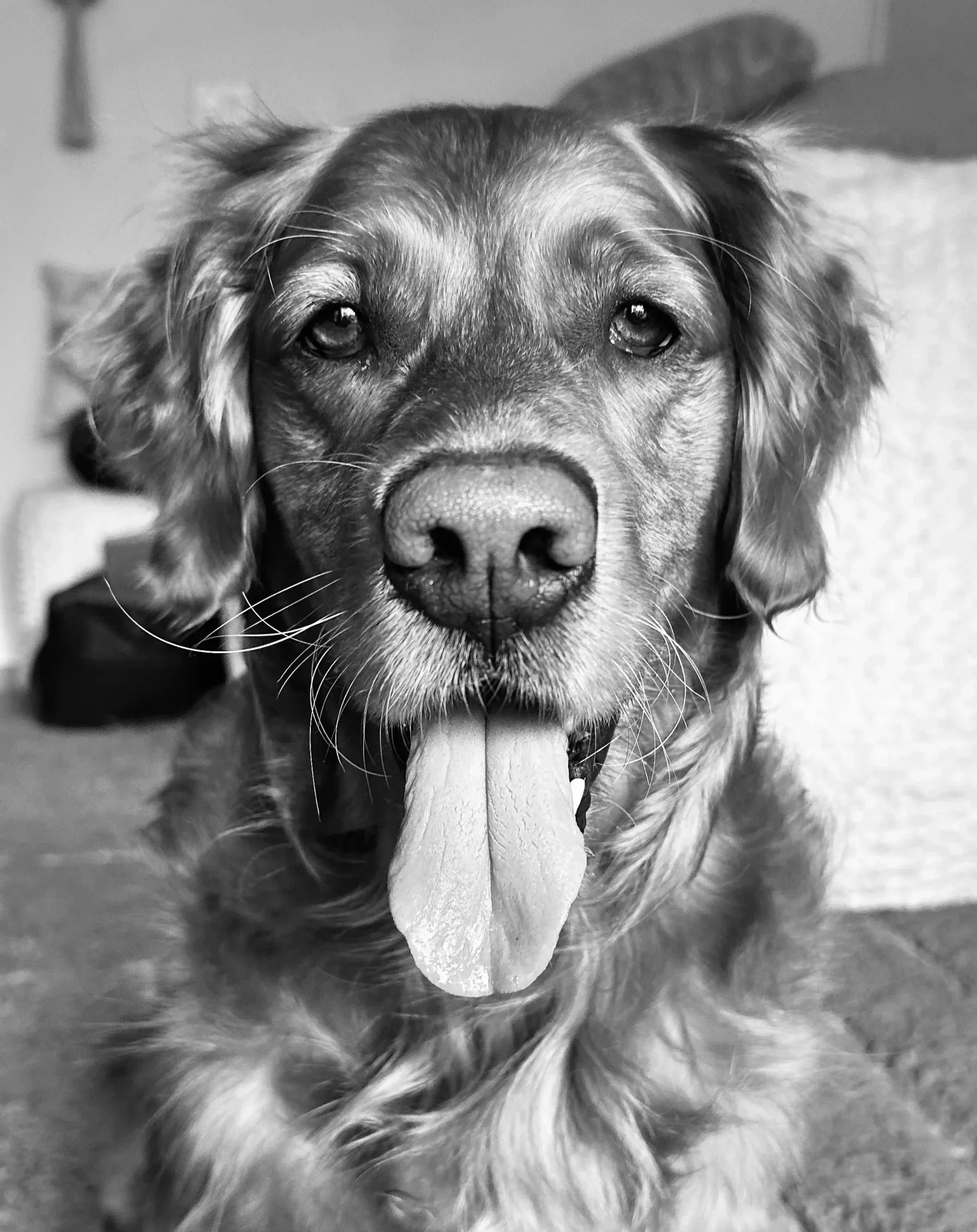 Photograph of Golden Retriever.