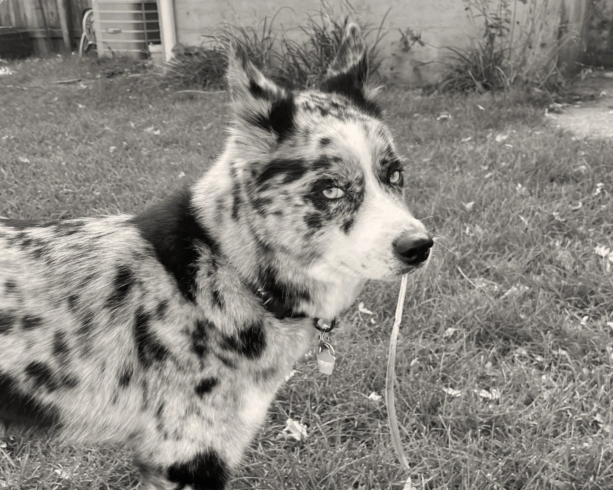 Photograph of dog named Opal.