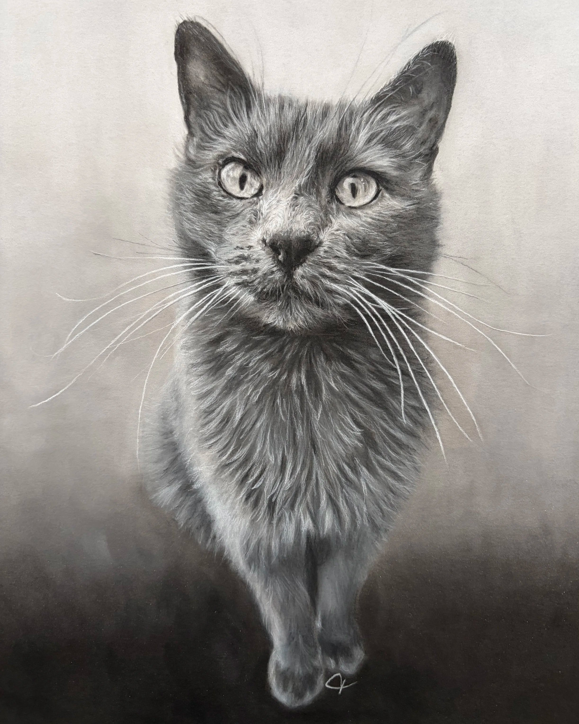 Charcoal drawing of cat.