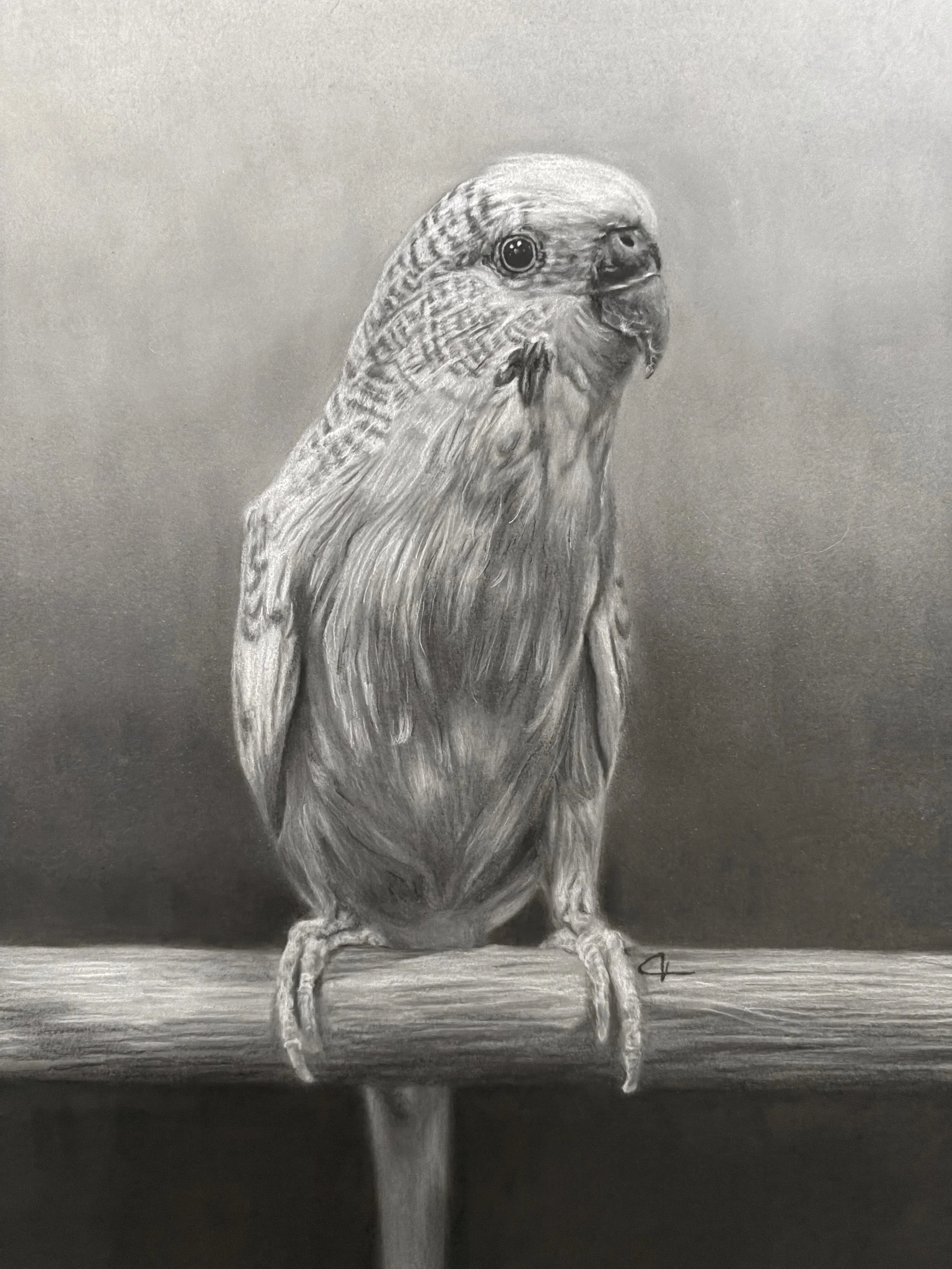 Charcoal drawing of parakeet.