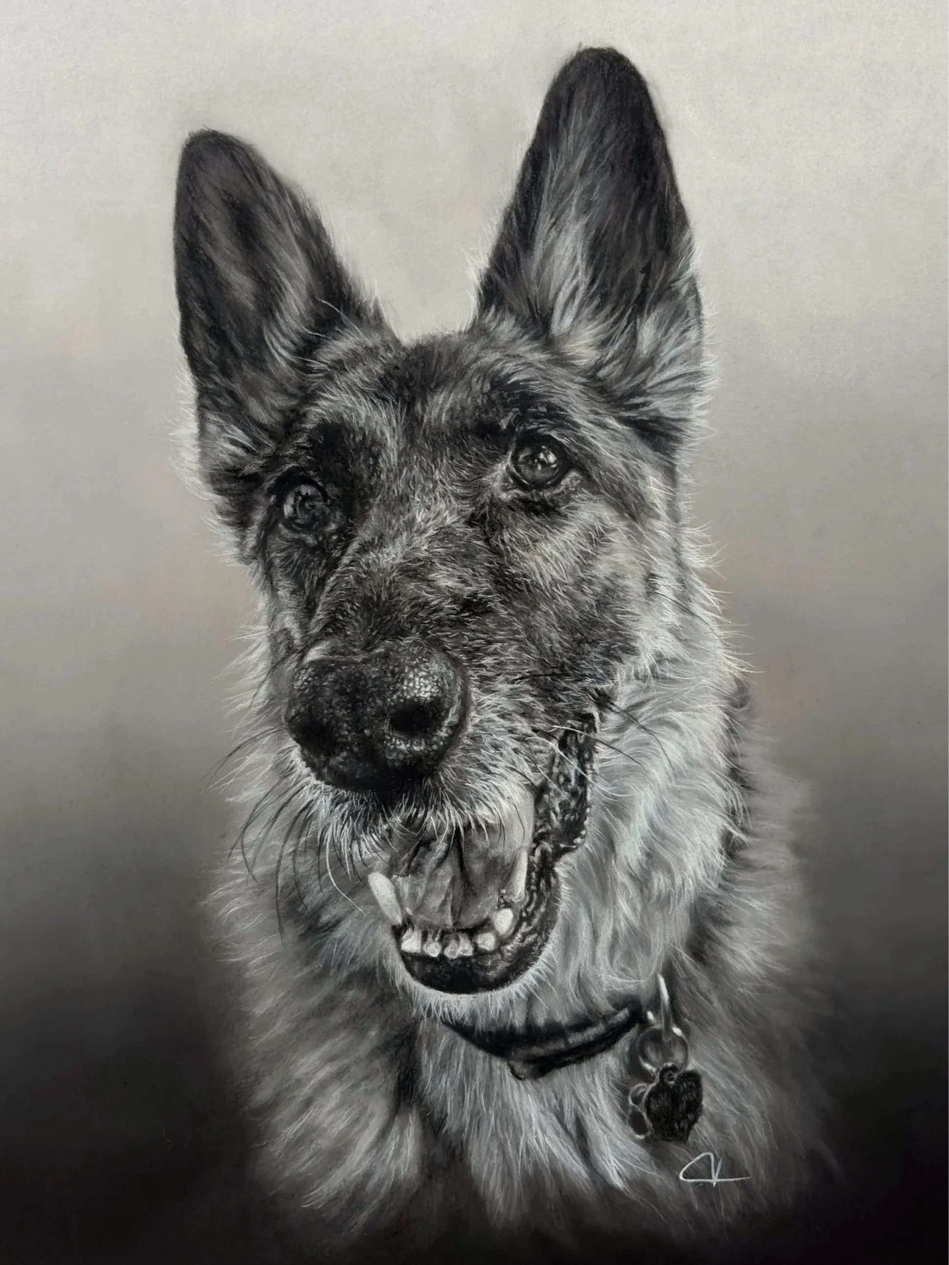 Charcoal drawing of German Shepherd.