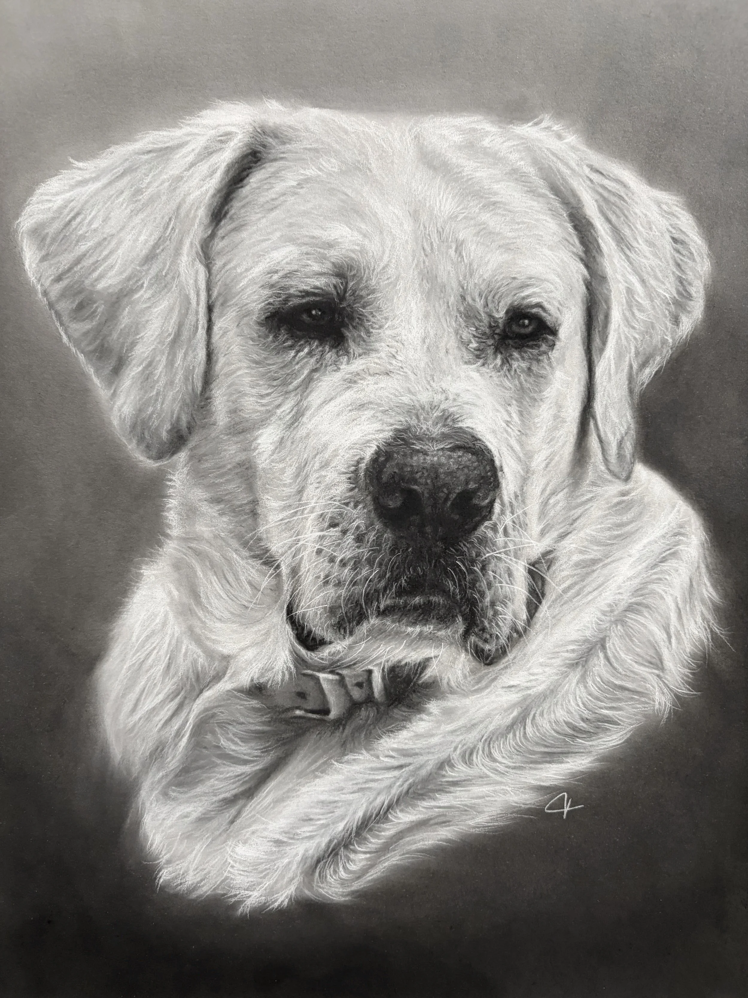 Charcoal drawing of Labrador Retriever.