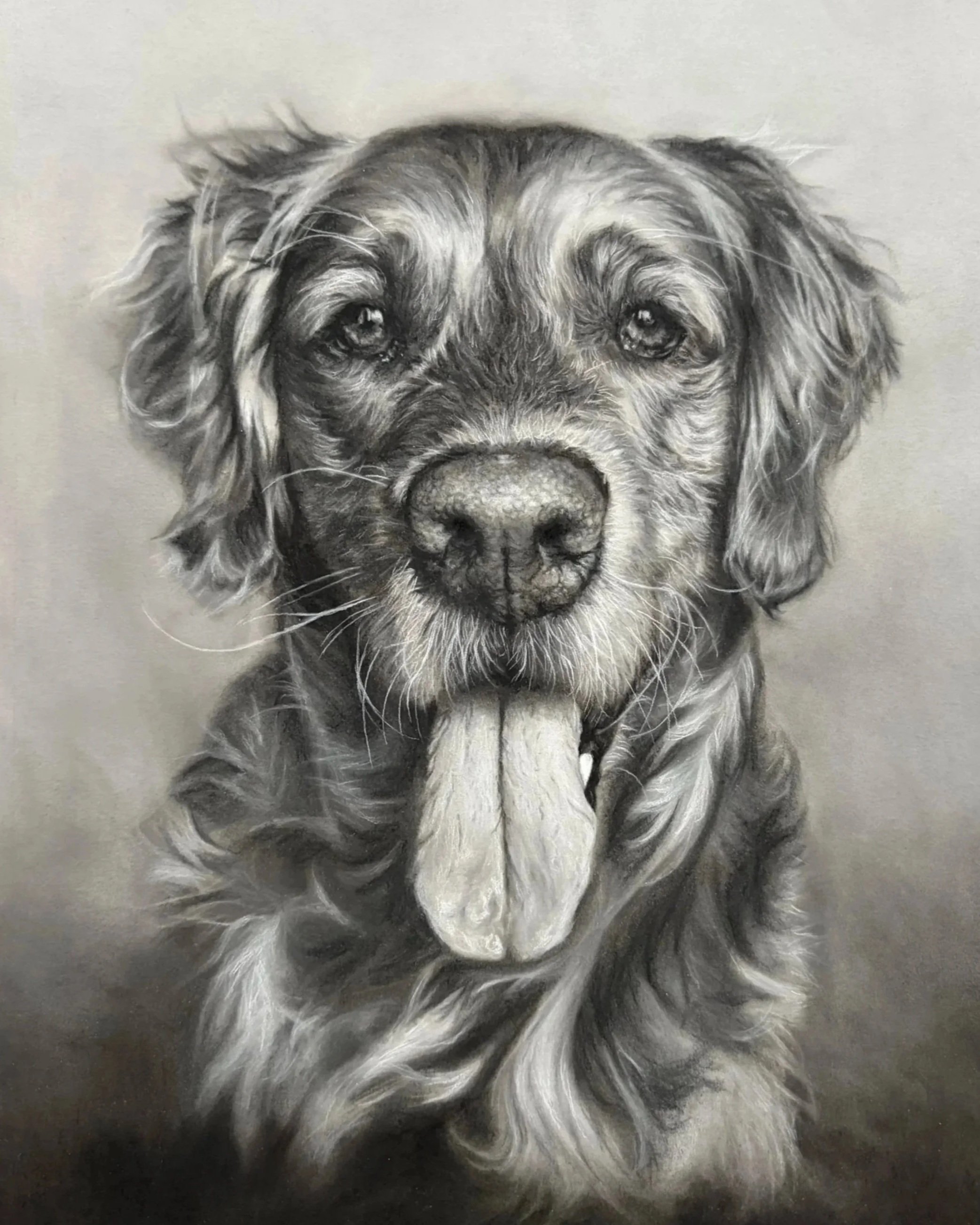 Charcoal drawing of Golden Retriever next to reference photograph of same Golden Retriever