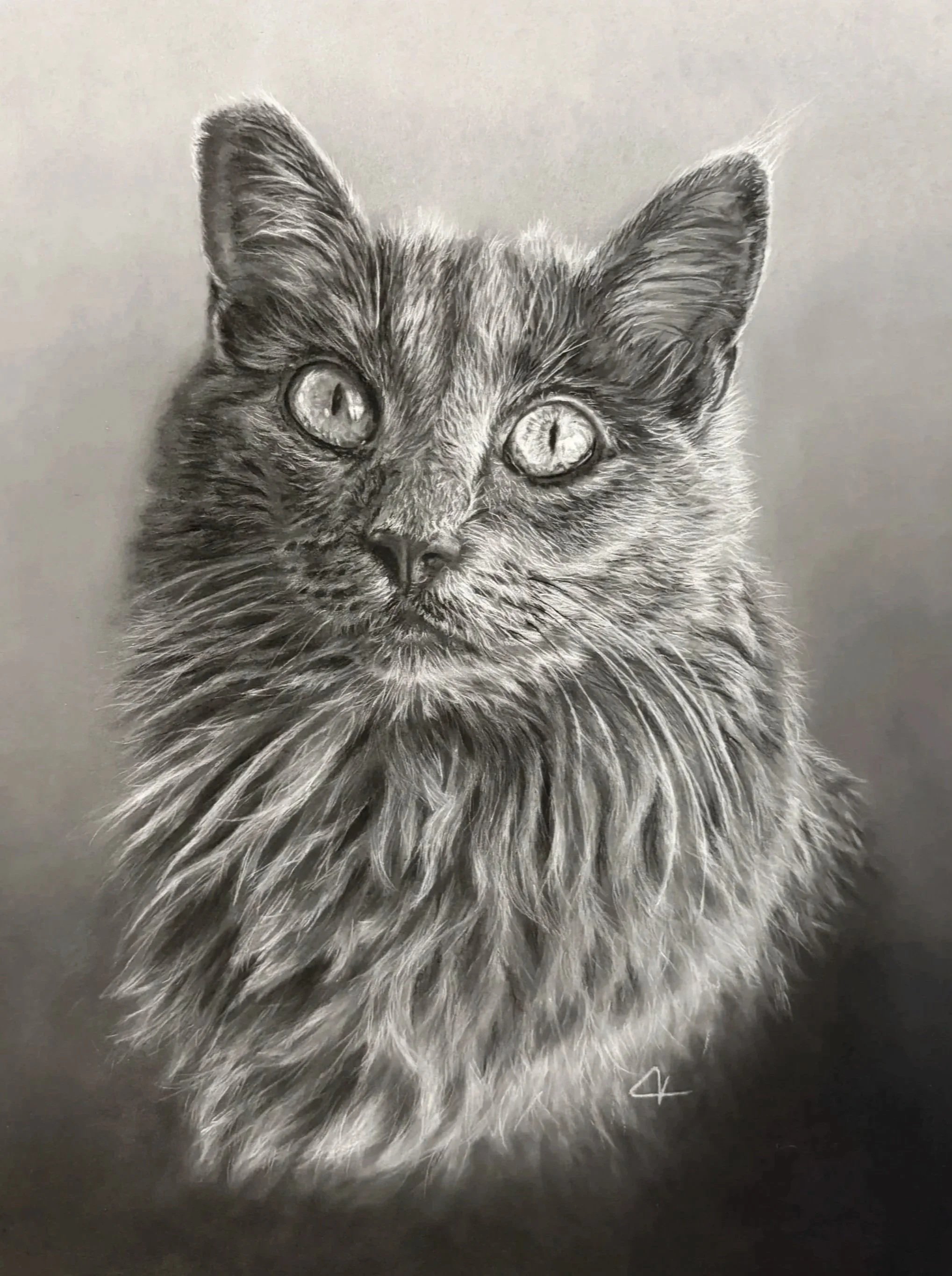 Charcoal drawing of cat.