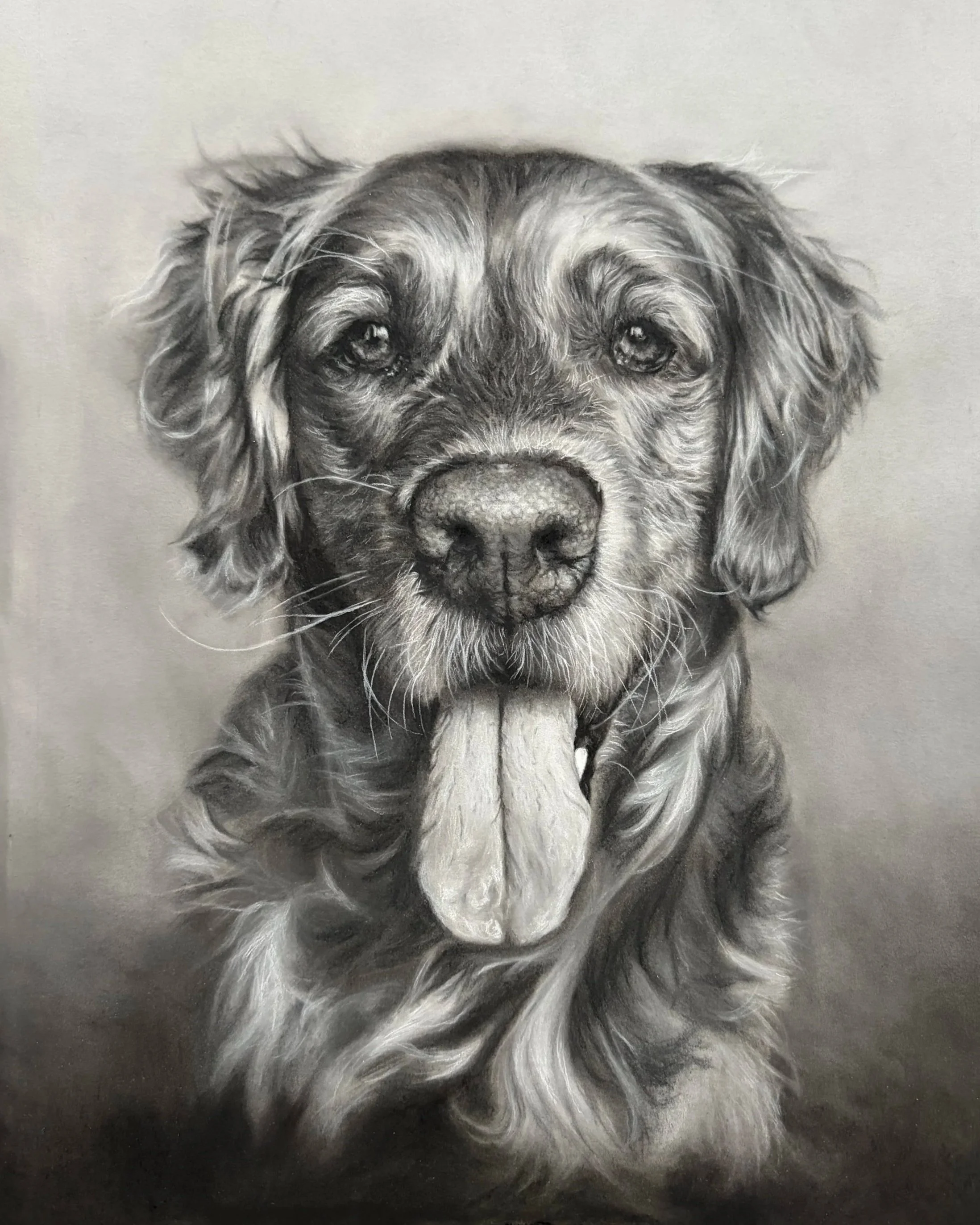 Charcoal drawing of Golden Retriever.