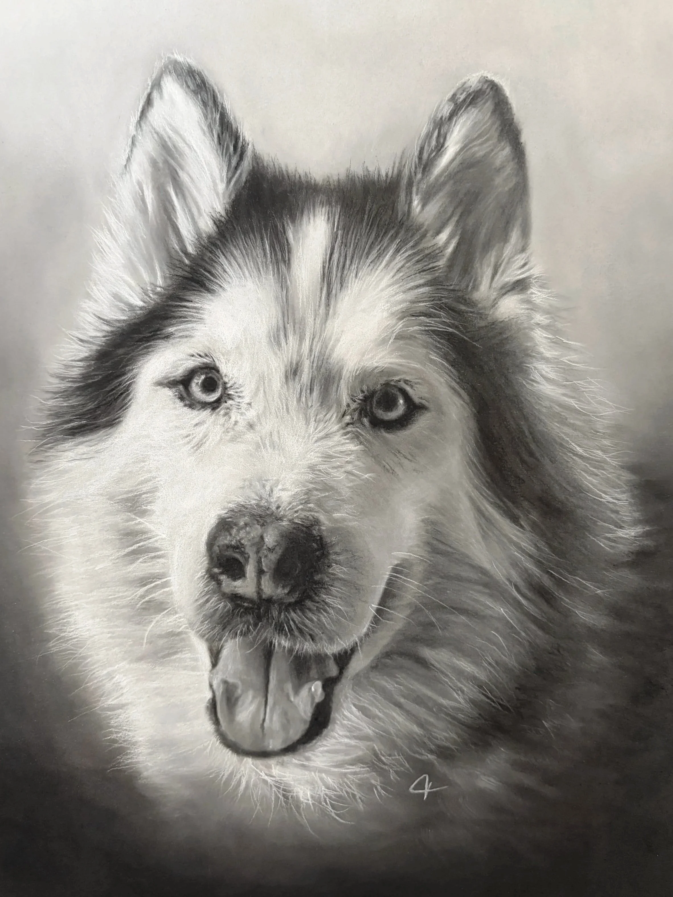 Charcoal drawing of Siberian Husky.