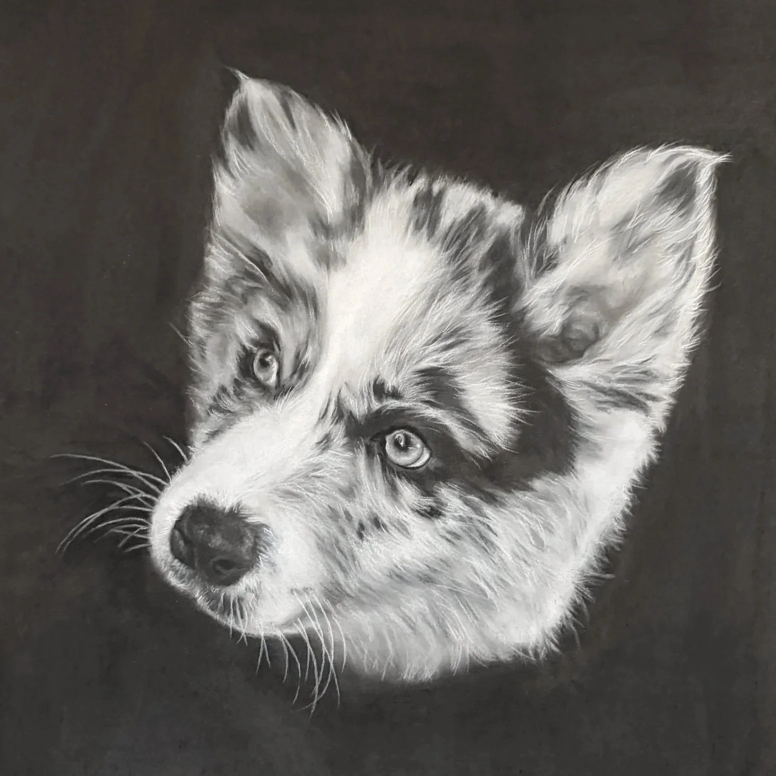 Drawing of Pomsky puppy.