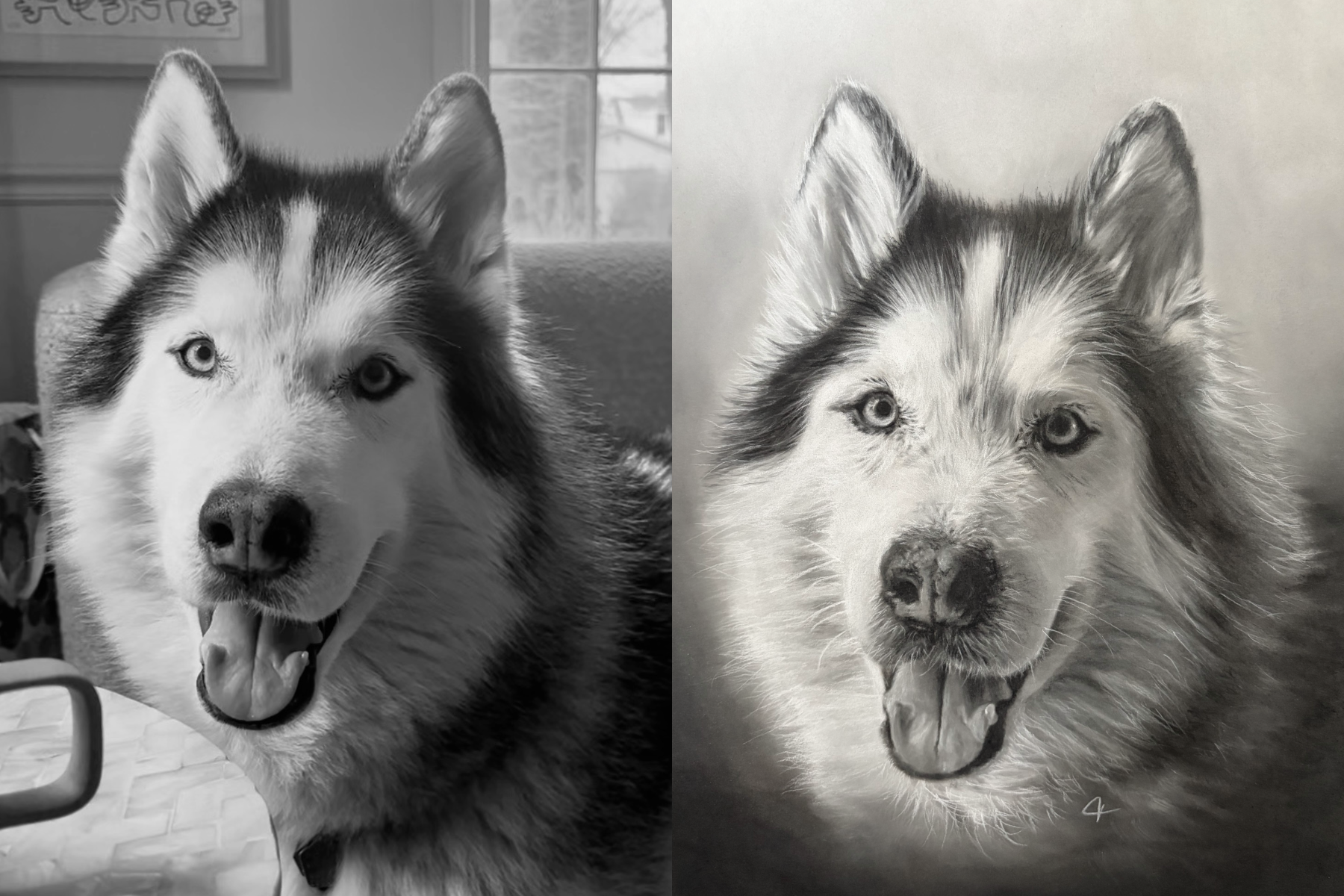 Photograph of Siberian Husky next to drawing of same Siberian Husky.