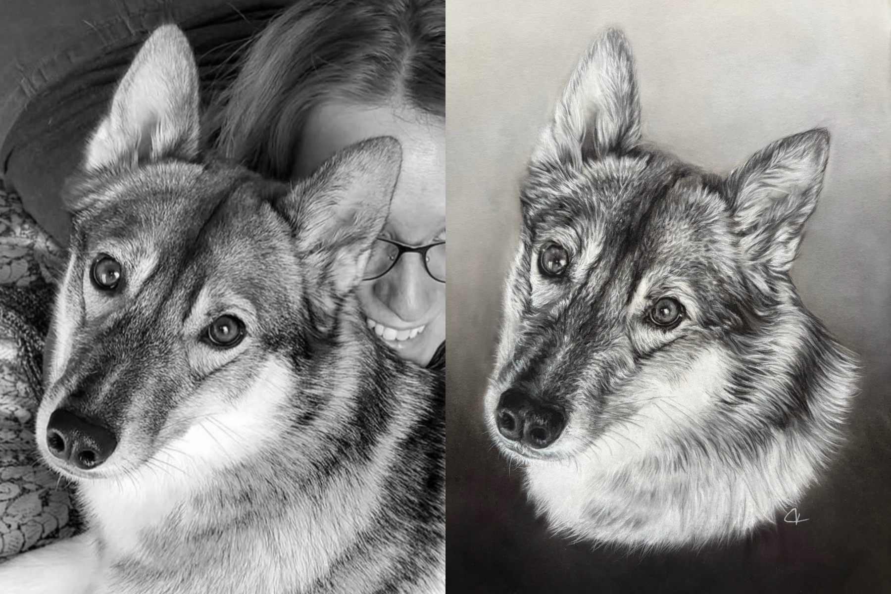 Photograph of Siberian Husky next to drawing of same Siberian Husky