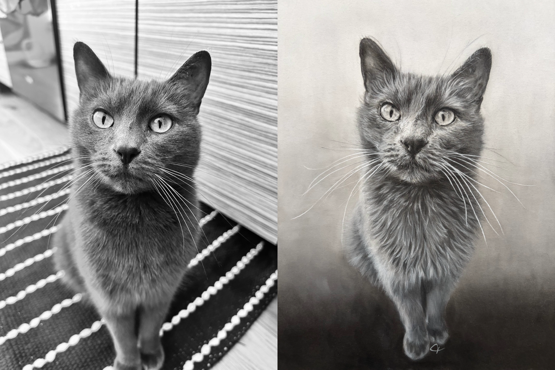 Photograph of cat next to drawing of same cat.
