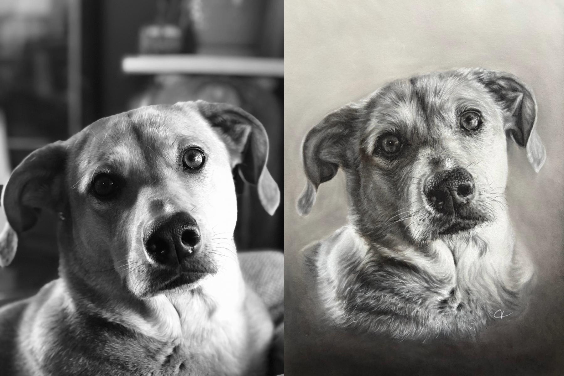 Photograph of dog next to drawing of same dog.