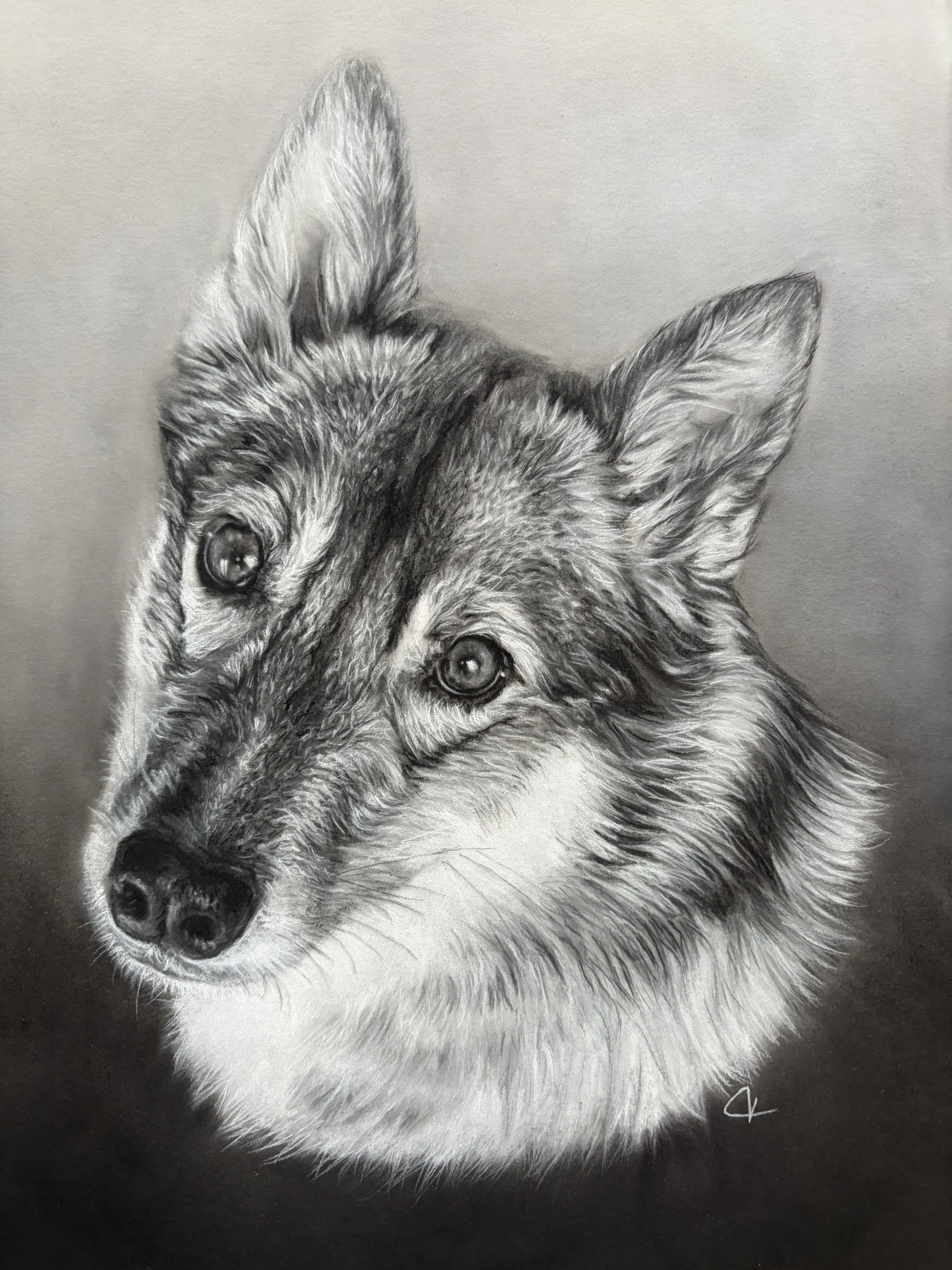 Charcoal drawing of Siberian Husky.