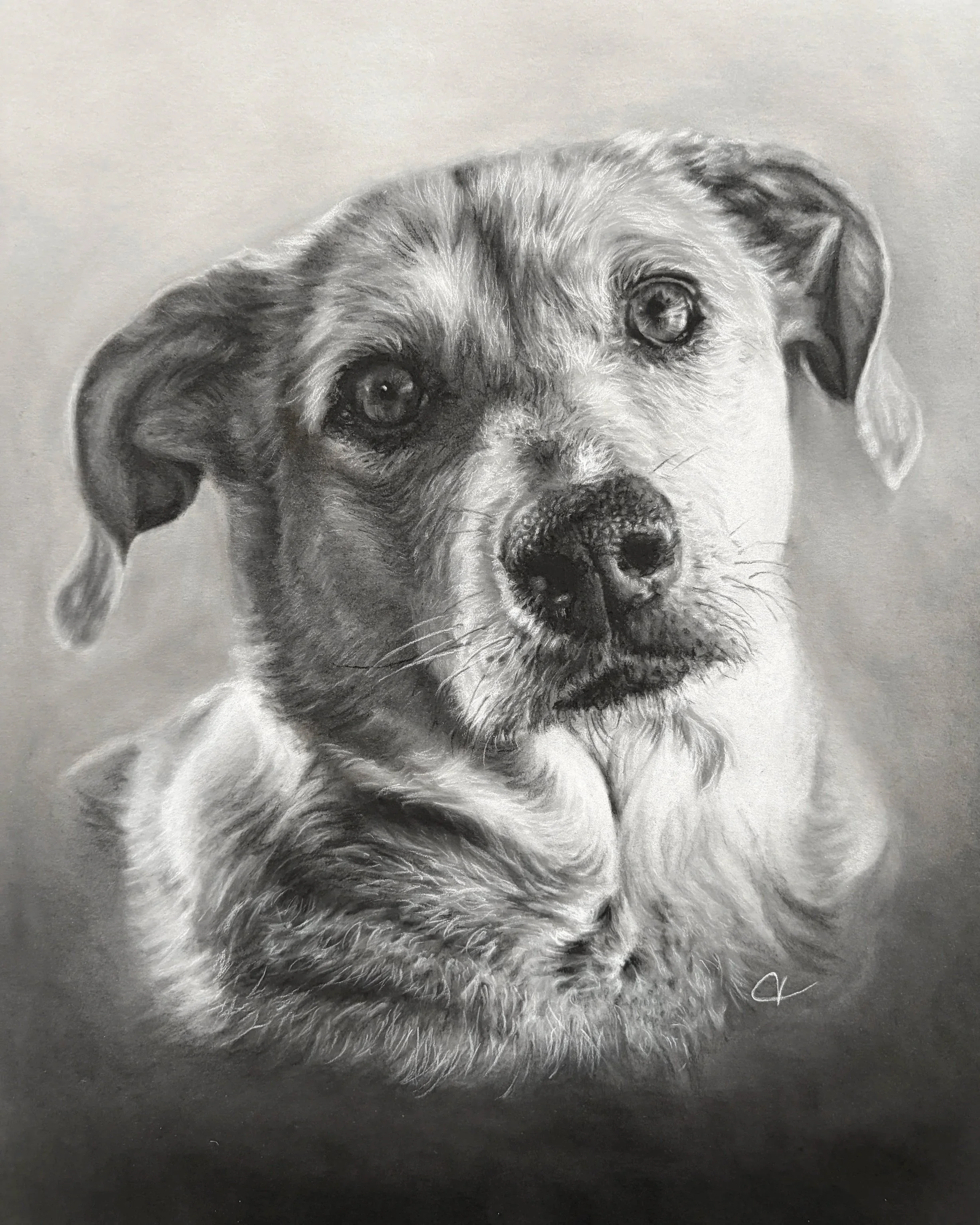 Charcoal drawing of dog.