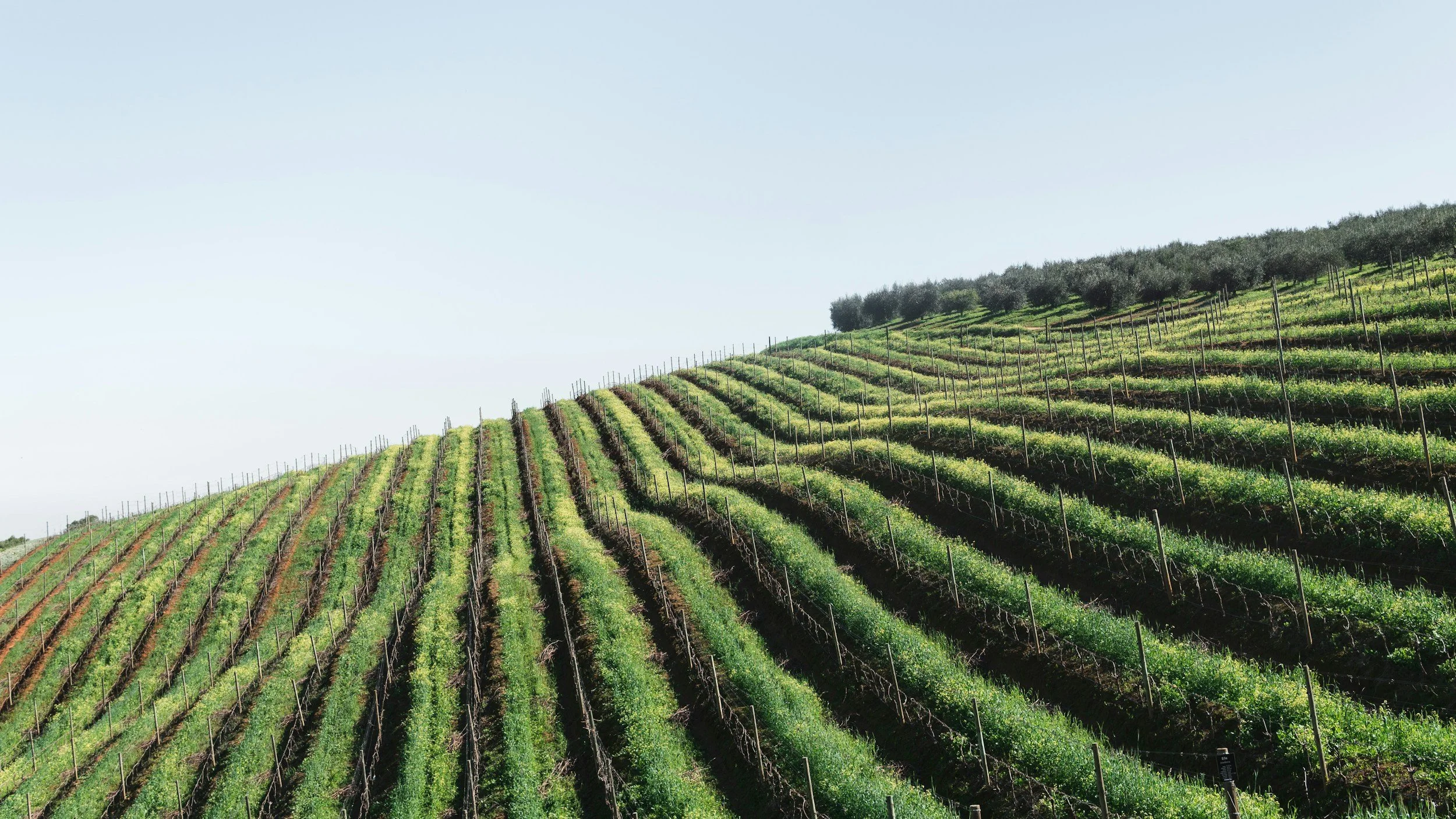 Vineyard rolling on a hillside with organized rows of grapevines and an olive grove at the top, under a clear sky.
