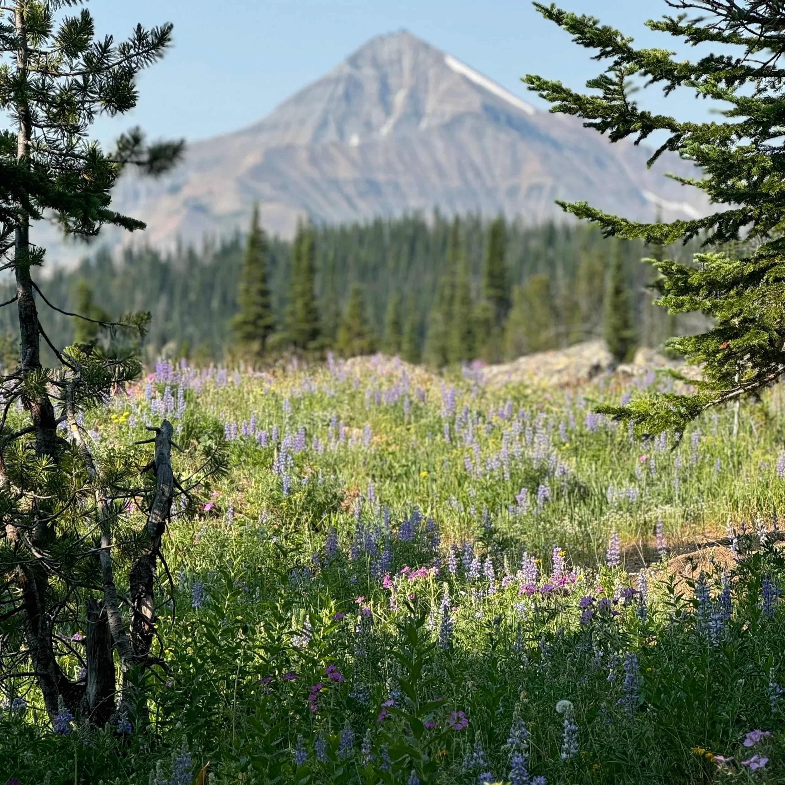 A scenic view of a mountain in the background, with a meadow of colorful wildflowers and tall green trees in the foreground.