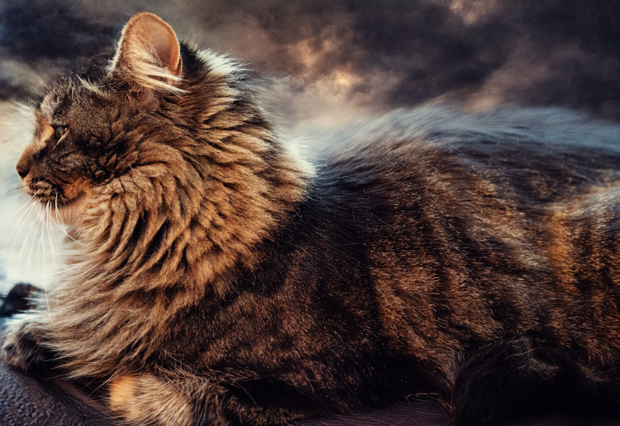 Photograph of Magnus the Mainecoon looking particularly grumpy yet majestic.