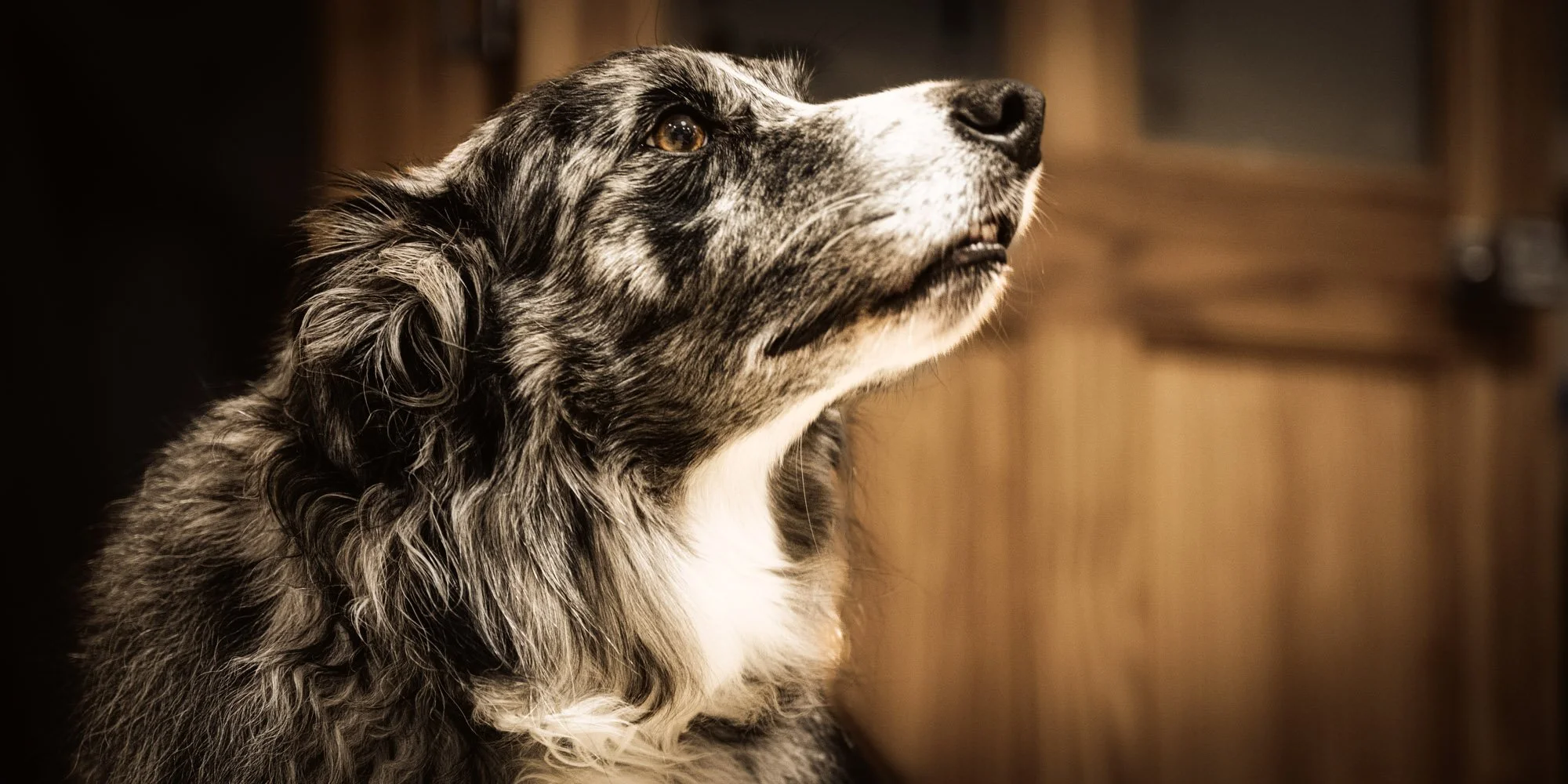 Photograph of Roki, a blue merle border collie, looking up.