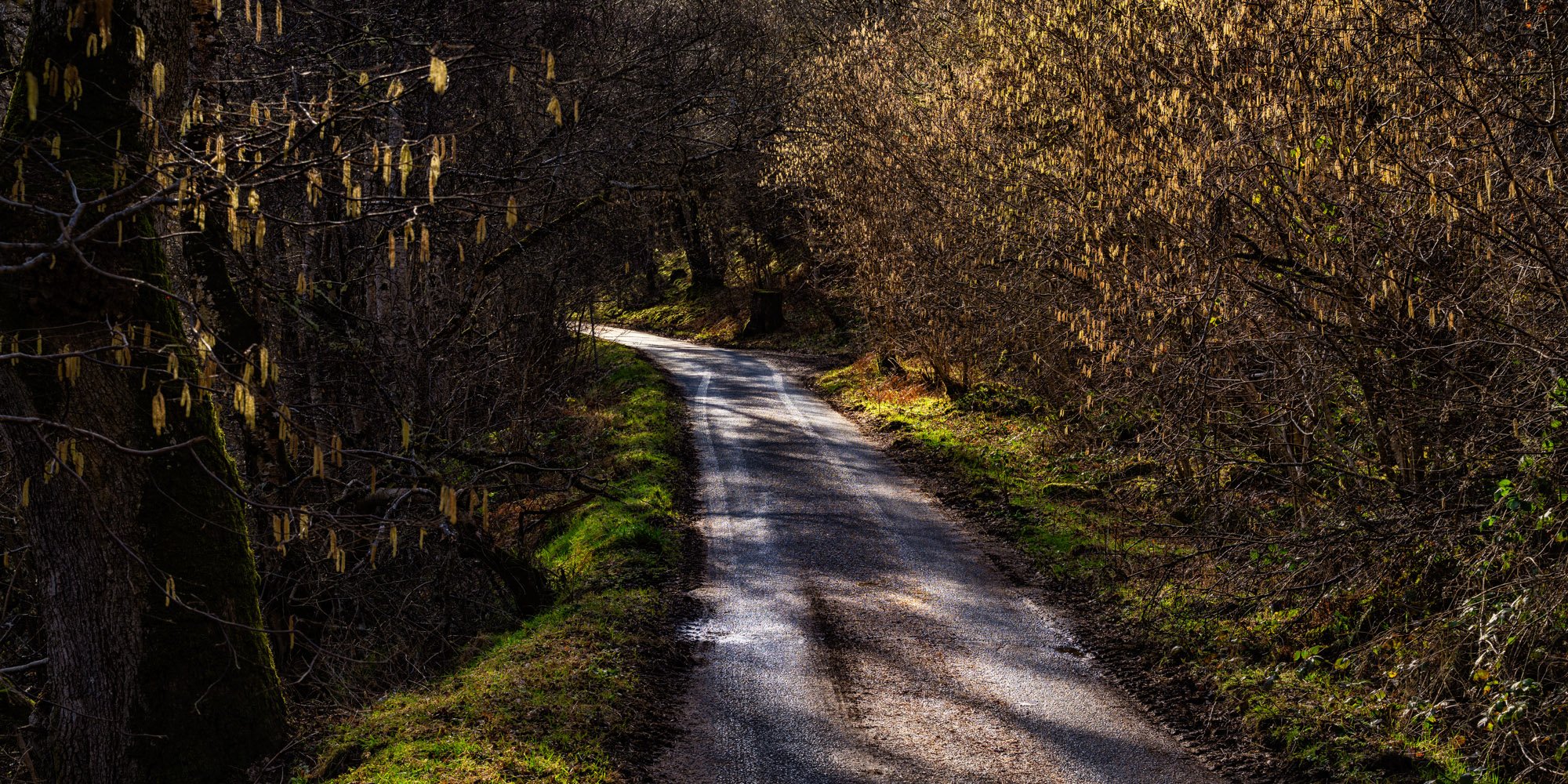 Springtime on a Highland road.