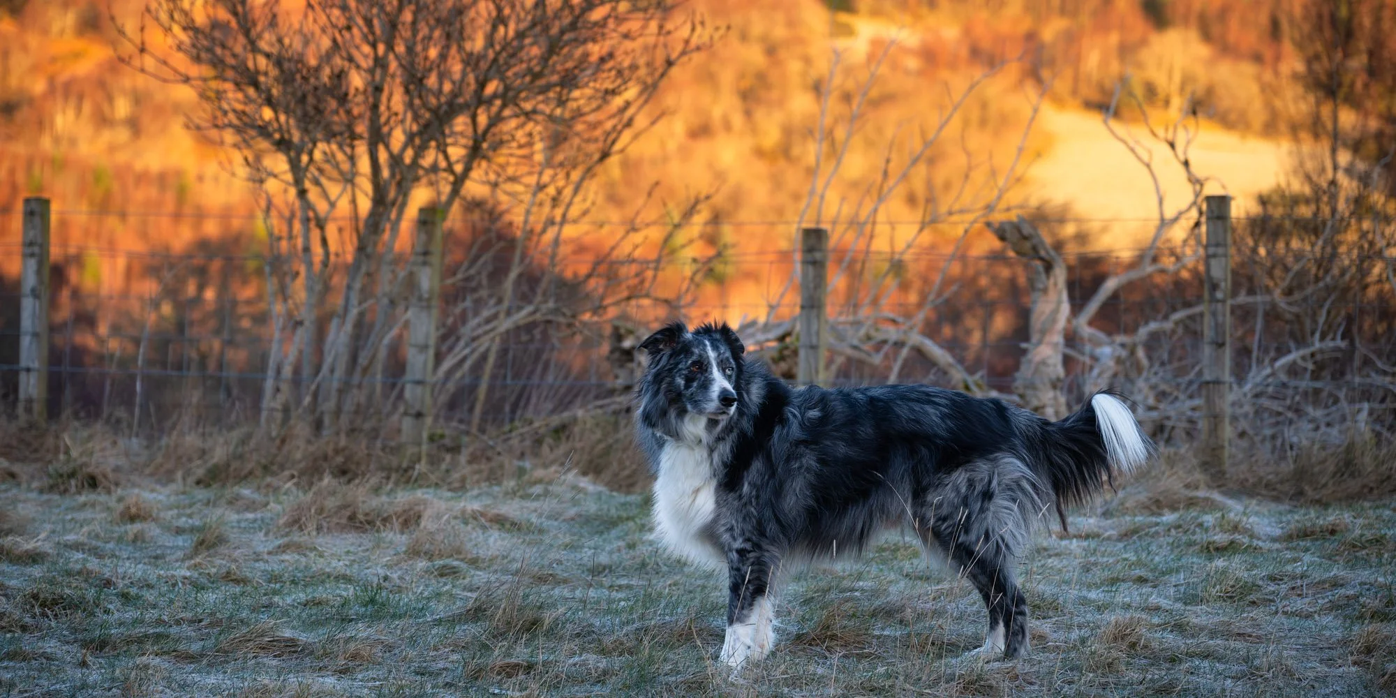 Blue Merle Border Collie stands on frosty grass as warm sunlight illuminates the background in golden hues