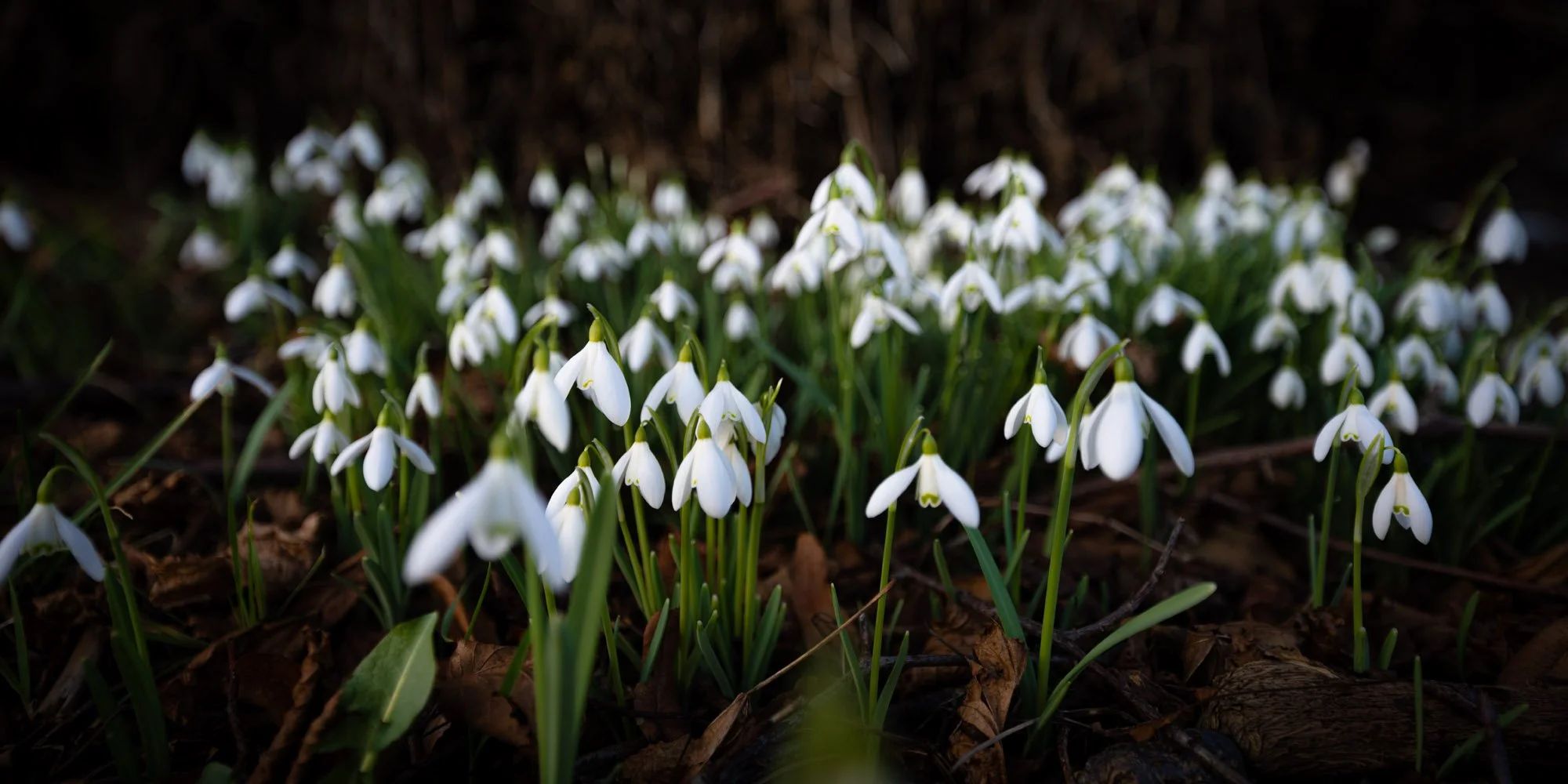 Springtime… Nearly