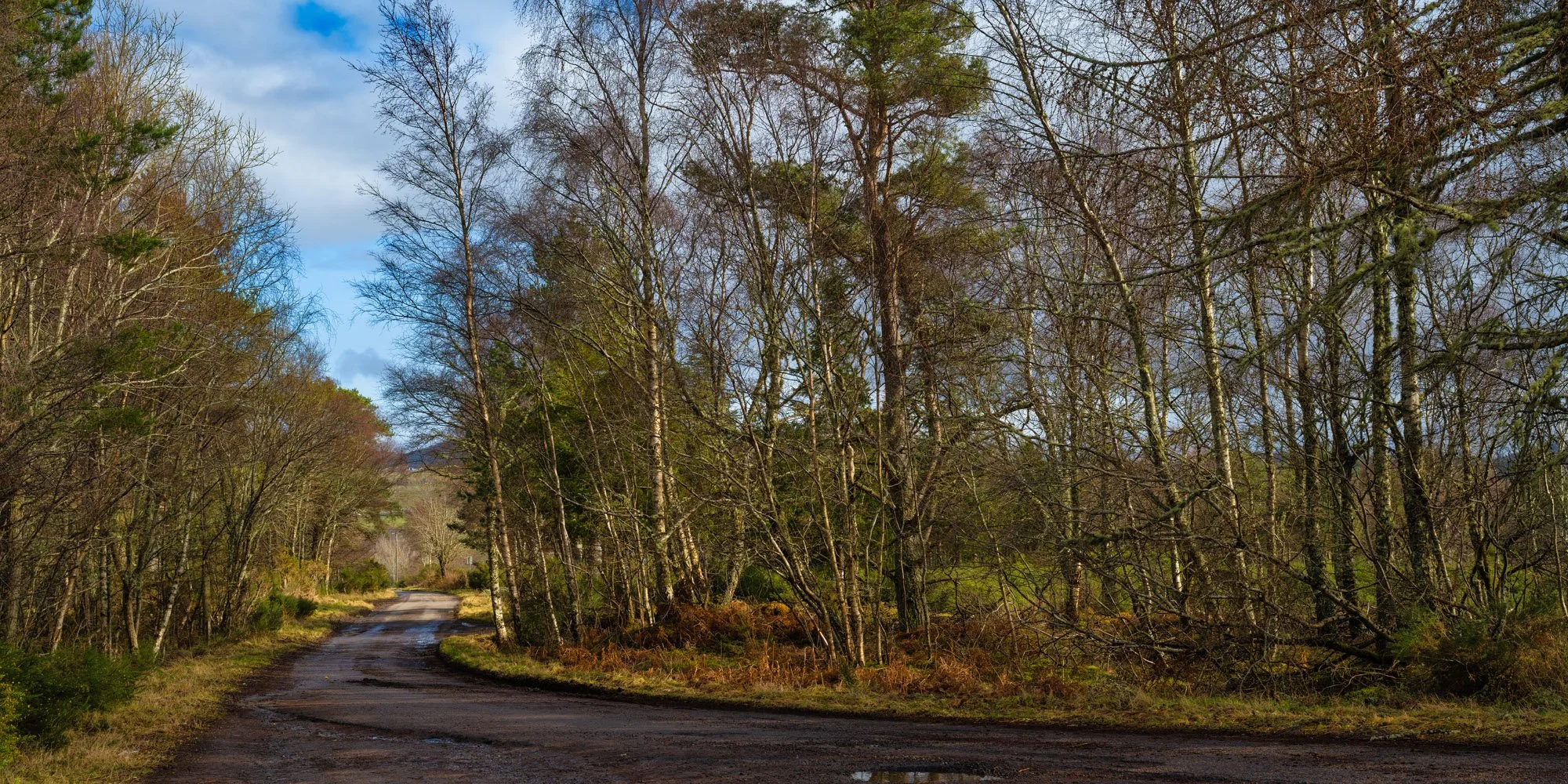 Photograph of a track through a forest