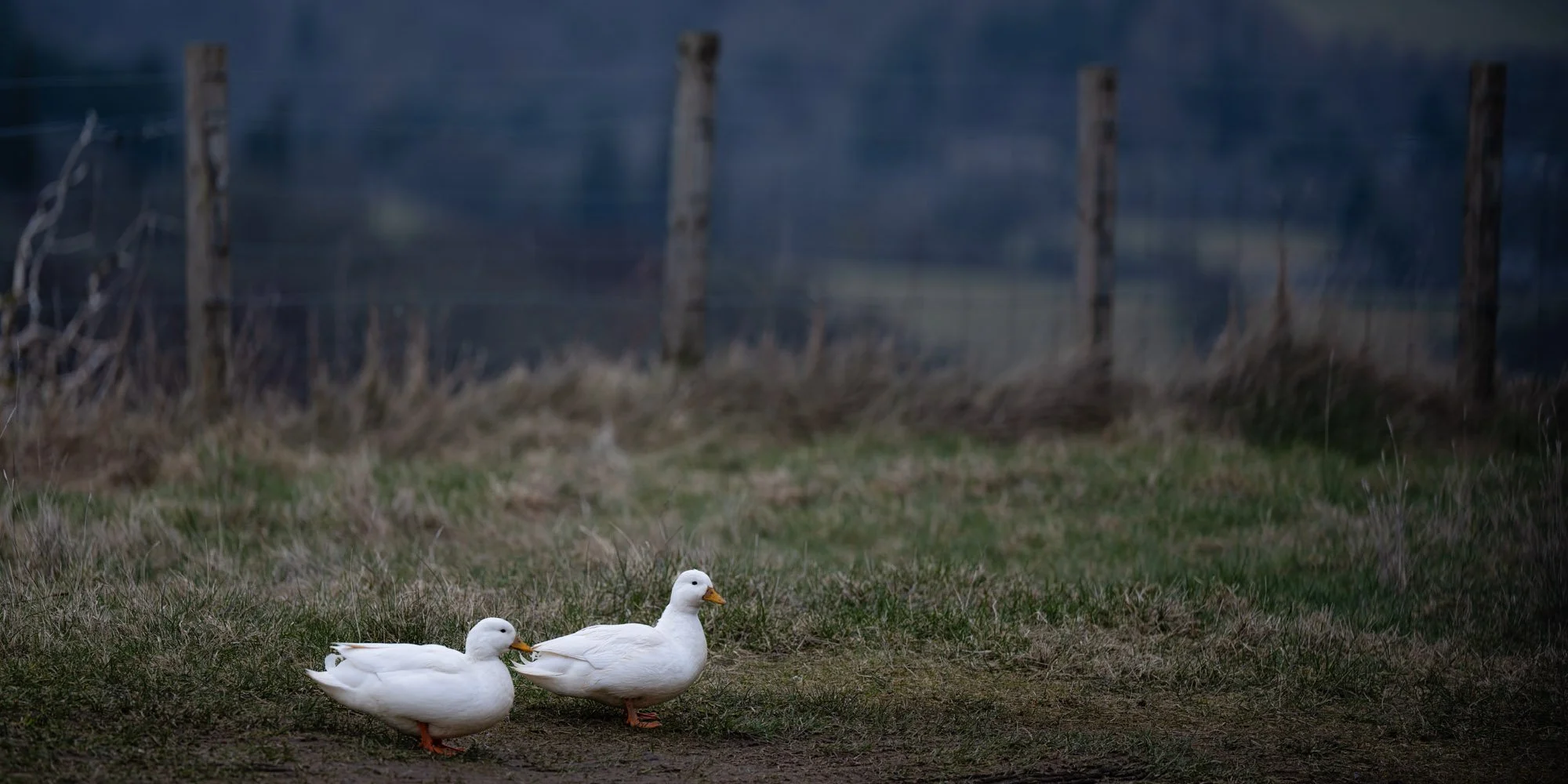 2 white ducks on a gloomy day