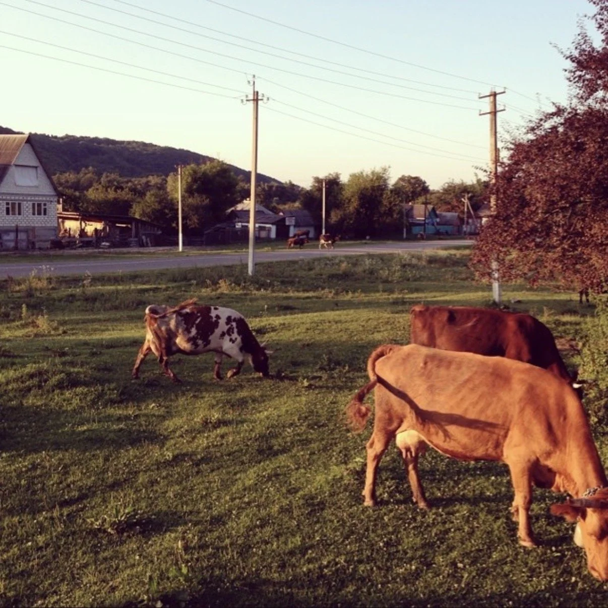 Cows grazing on a grassy area near a road, with houses, utility poles, and trees in the background during sunset.