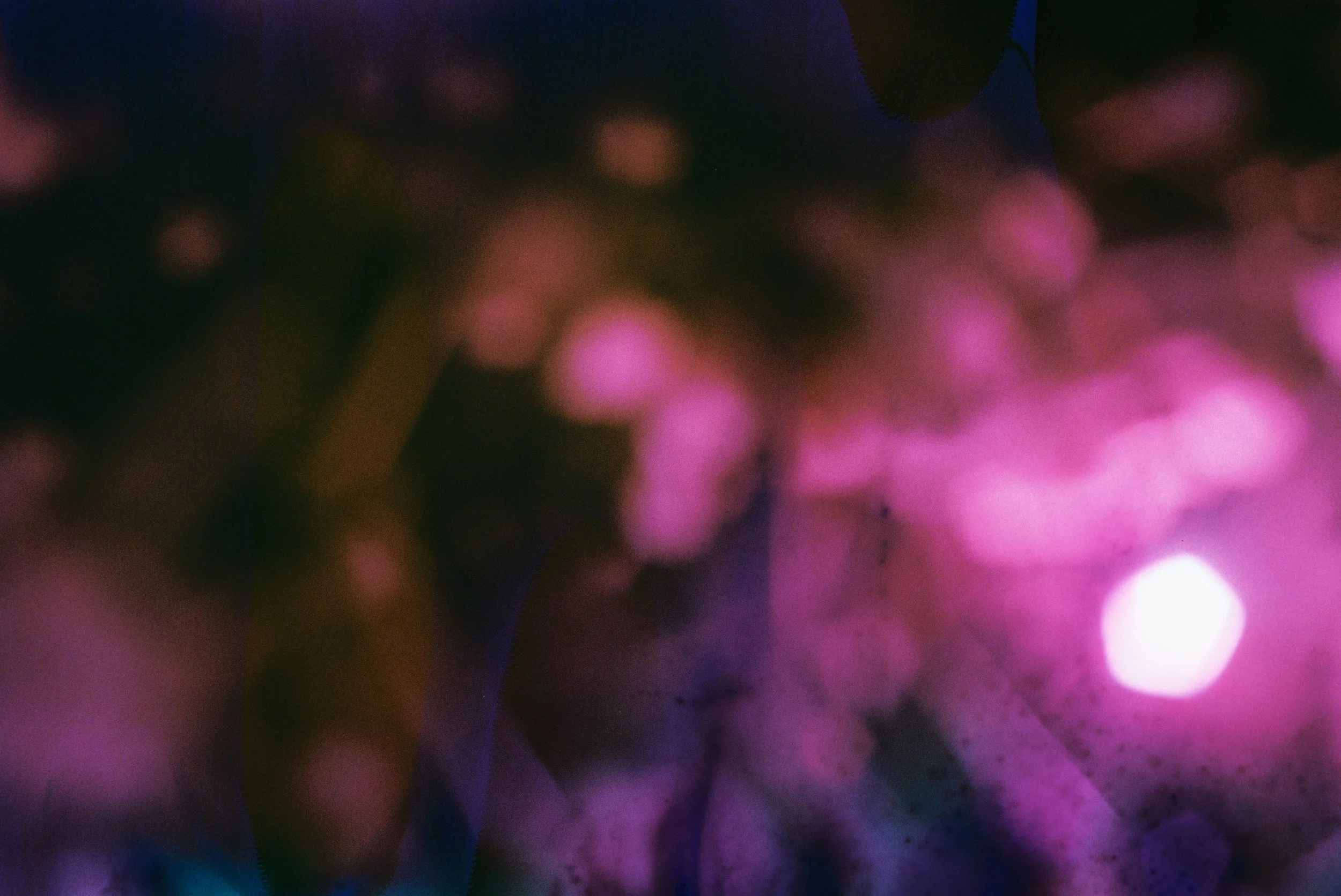 HIDDEN FLOWERS_02.JPG