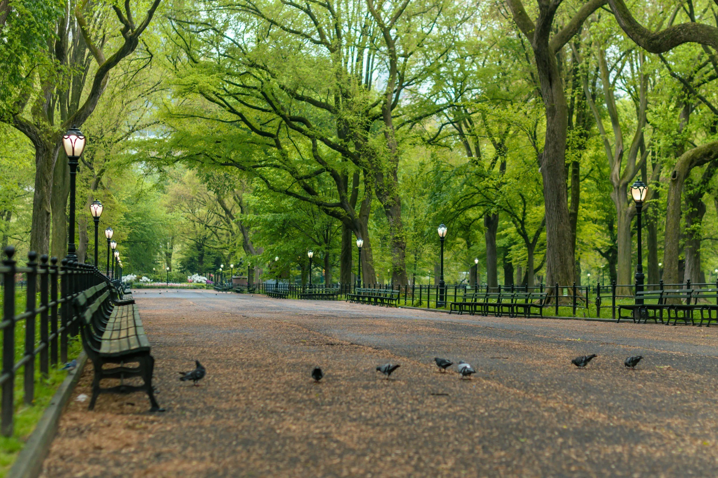 A peaceful park pathway lined with trees and benches, with street lamps along the sides and pigeons walking on the path.