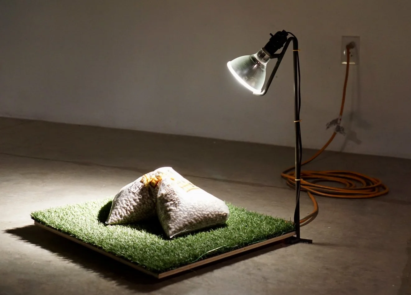 After Taste, Beans, turf, wood, metal rod, light bulb, extension cord, 24x22x22 in, 2025