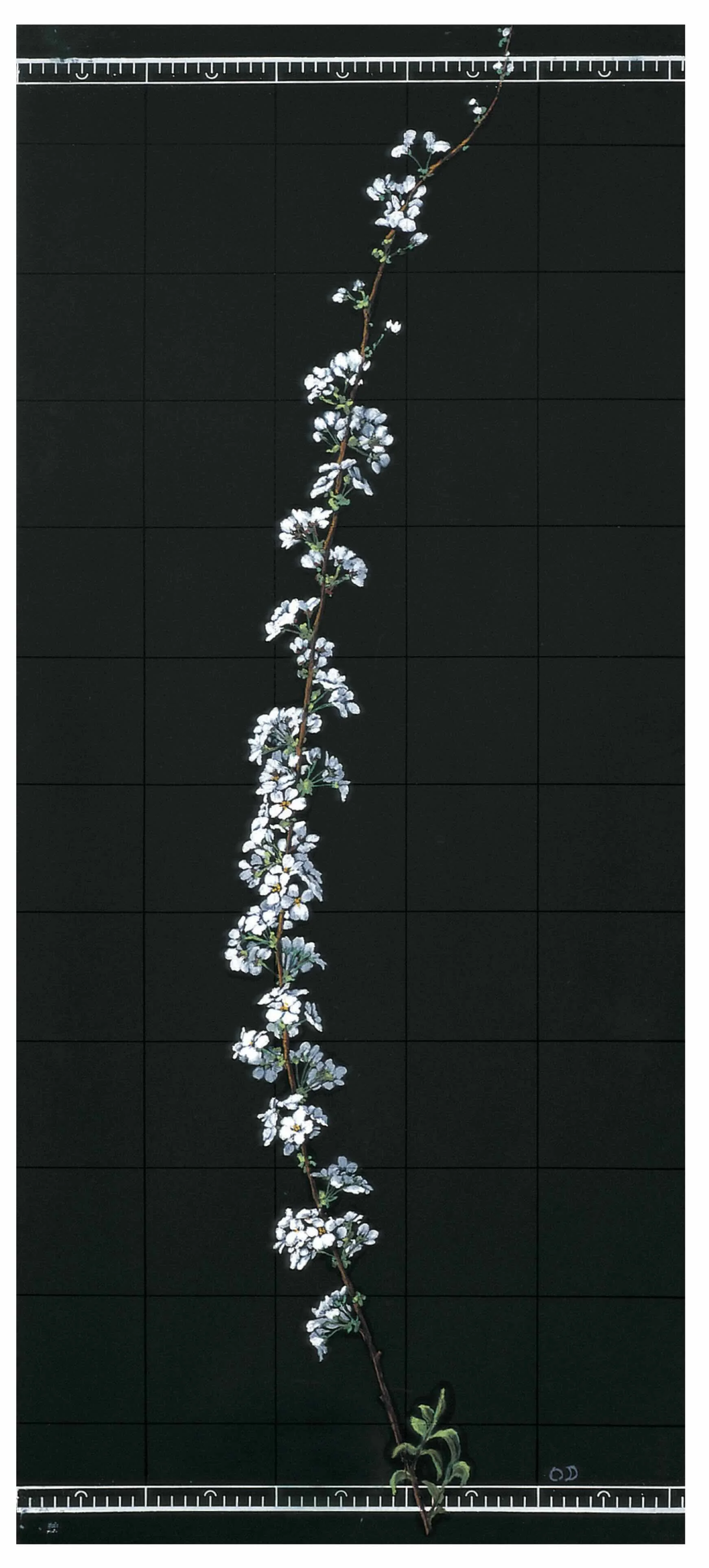 Bridal Wreath 2, 2002, Oil pastel on plywood 20 × 47.2 in (51 × 120 cm)