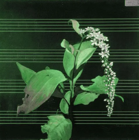 큰까치수영, 1995, Oil pastel on chalkboard, 47 1/4 x 47 1/4 inches (120 x 120 cm)