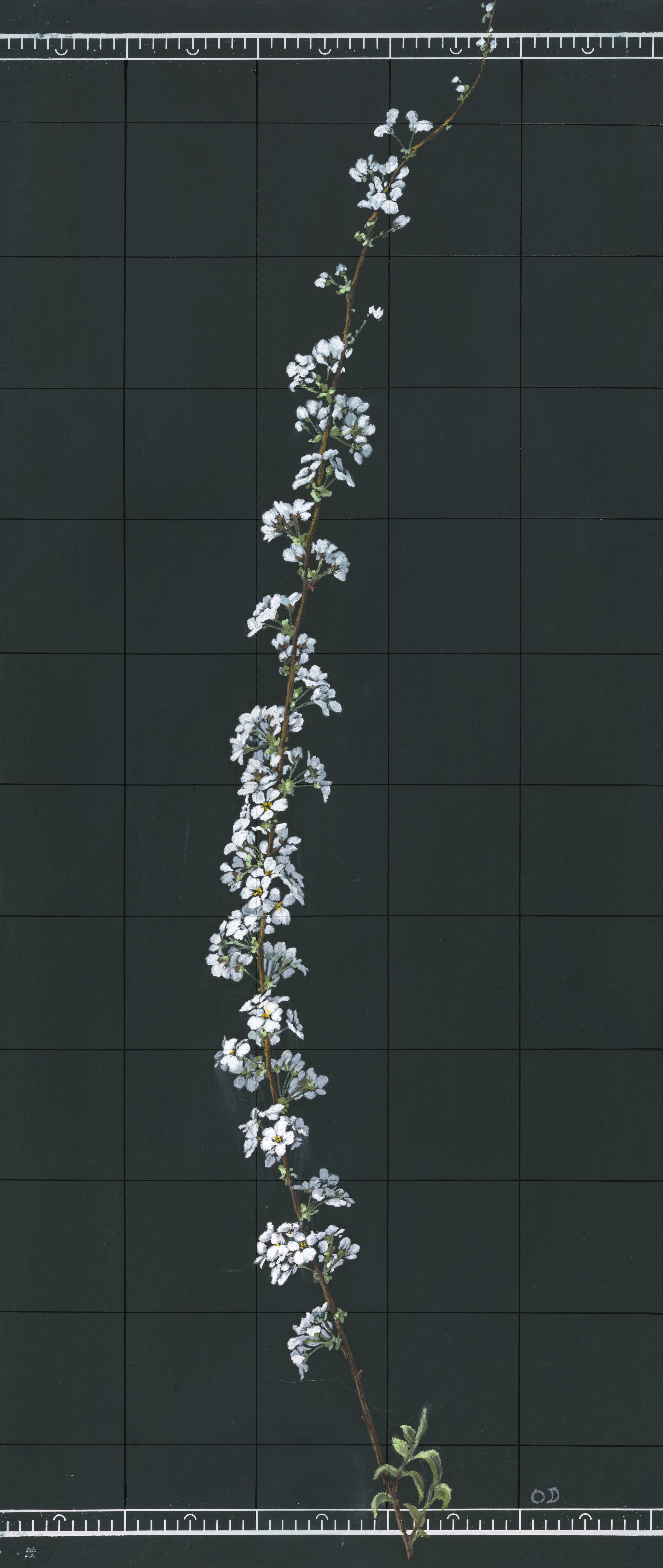 Bridal Wreath 2, 2002, Oil pastel on plywood
20 × 47.2 in (51 × 120 cm)