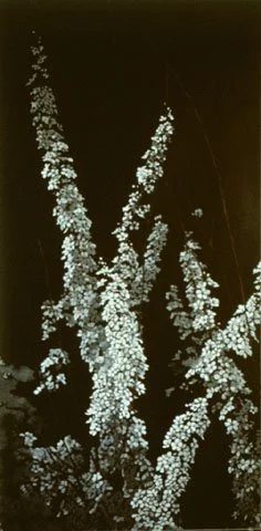 조팝나무B, 1995, Oil pastel on chalkboard, 94 1/2 x 47 1/4 inches (240 x 120 cm)