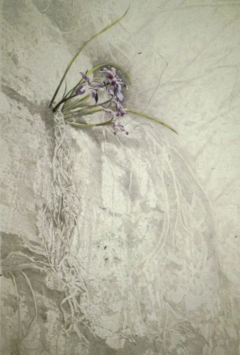 Wild Iris, 1995, Pencil and pastel on paper, 39 1/4 x 27 1/2 inches (99.5 x 70 cm)
