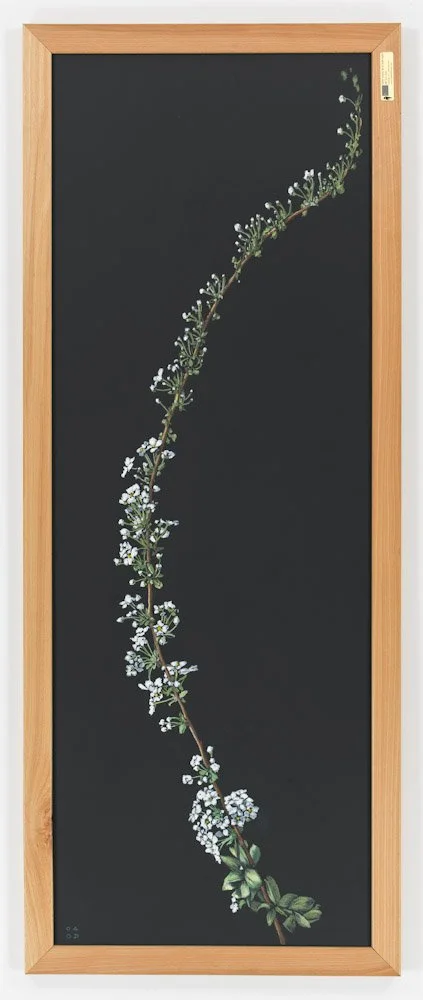 Bridal Wreath, 2007, Oil pastel on chalkboard, 16 x 45 inches (40 x 113 cm)