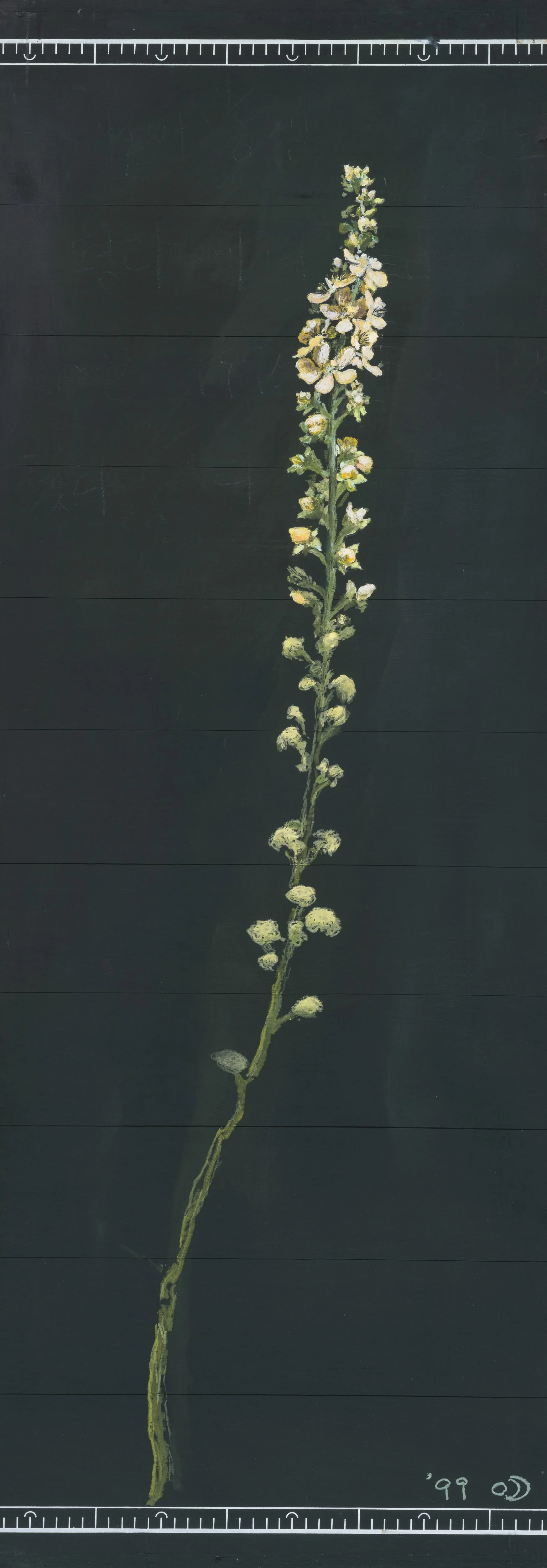 Agrimonia Pilosa, 1999, Oil on chalkboard, 47 1/4 × 15 3/4 inches (120 × 40 cm)
